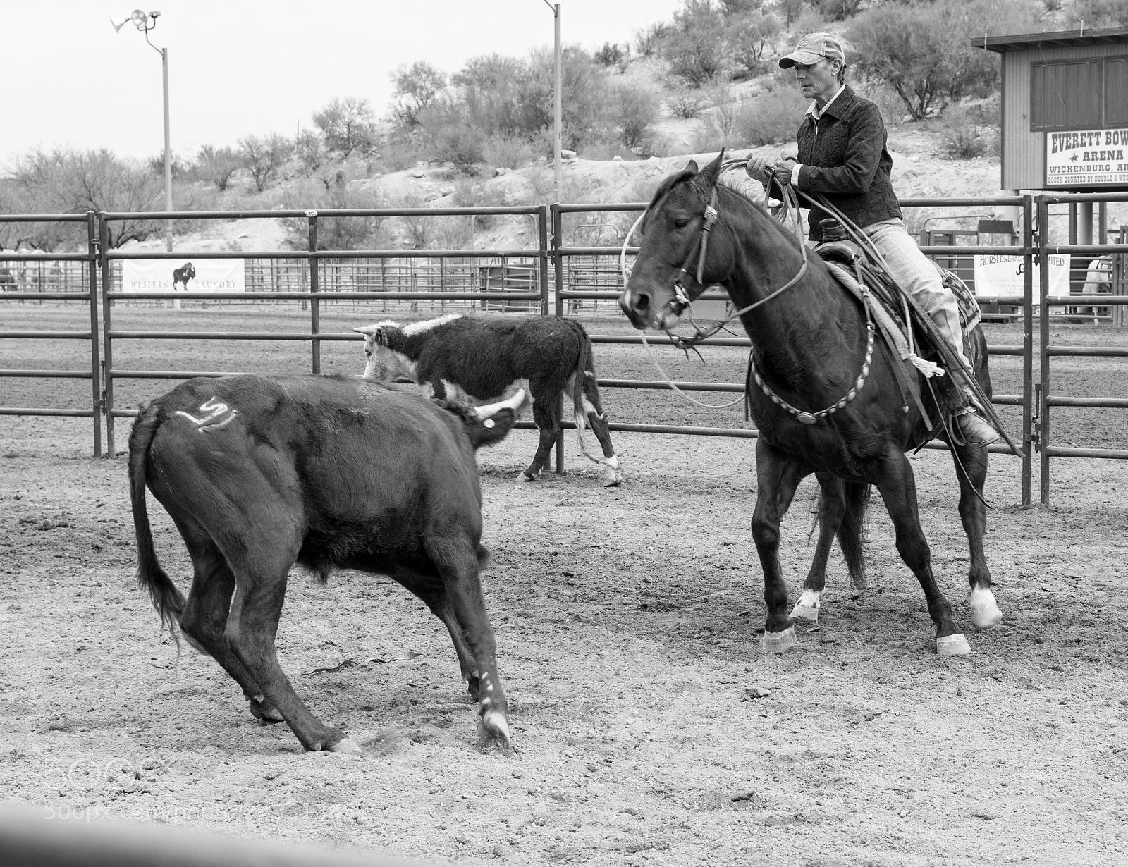 Nikon D7100 sample photo. Horse and cow work photography
