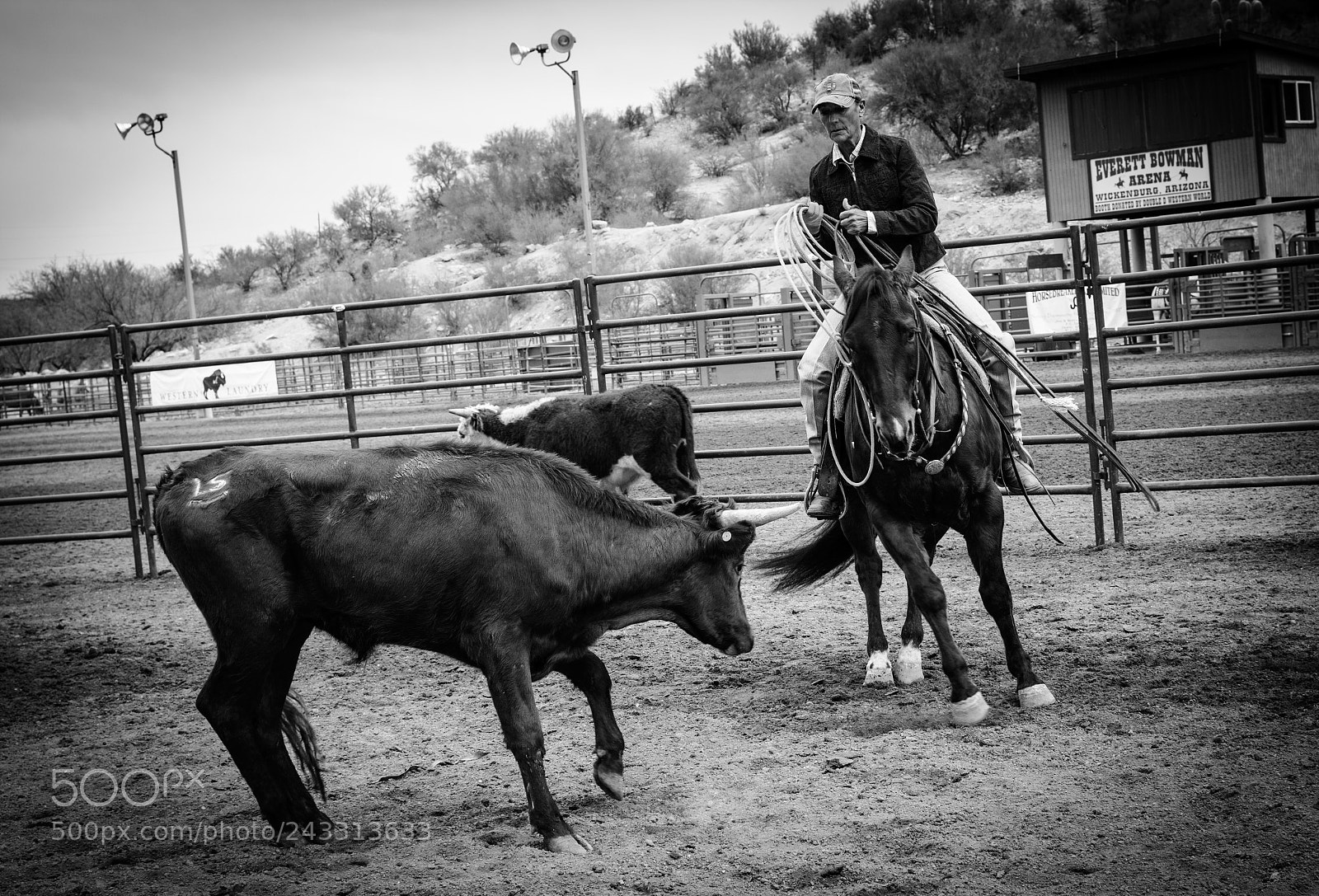 Nikon D7100 sample photo. Horse and cow work photography