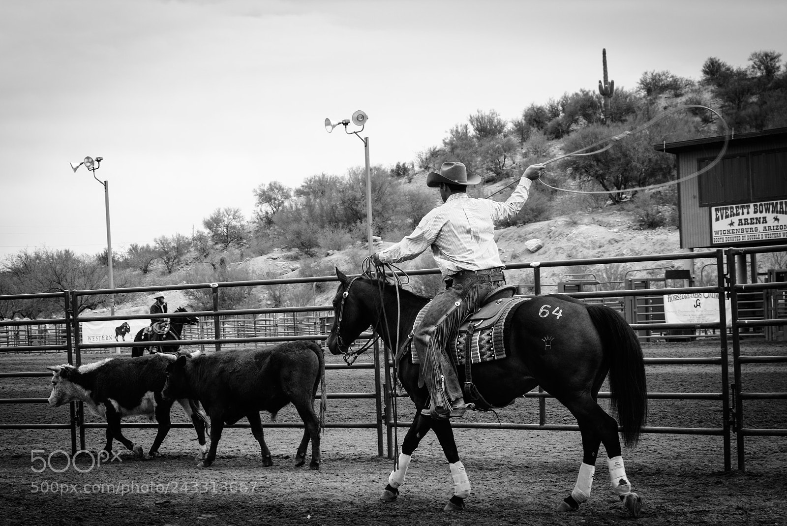 Nikon D7100 sample photo. Horse and cow work photography
