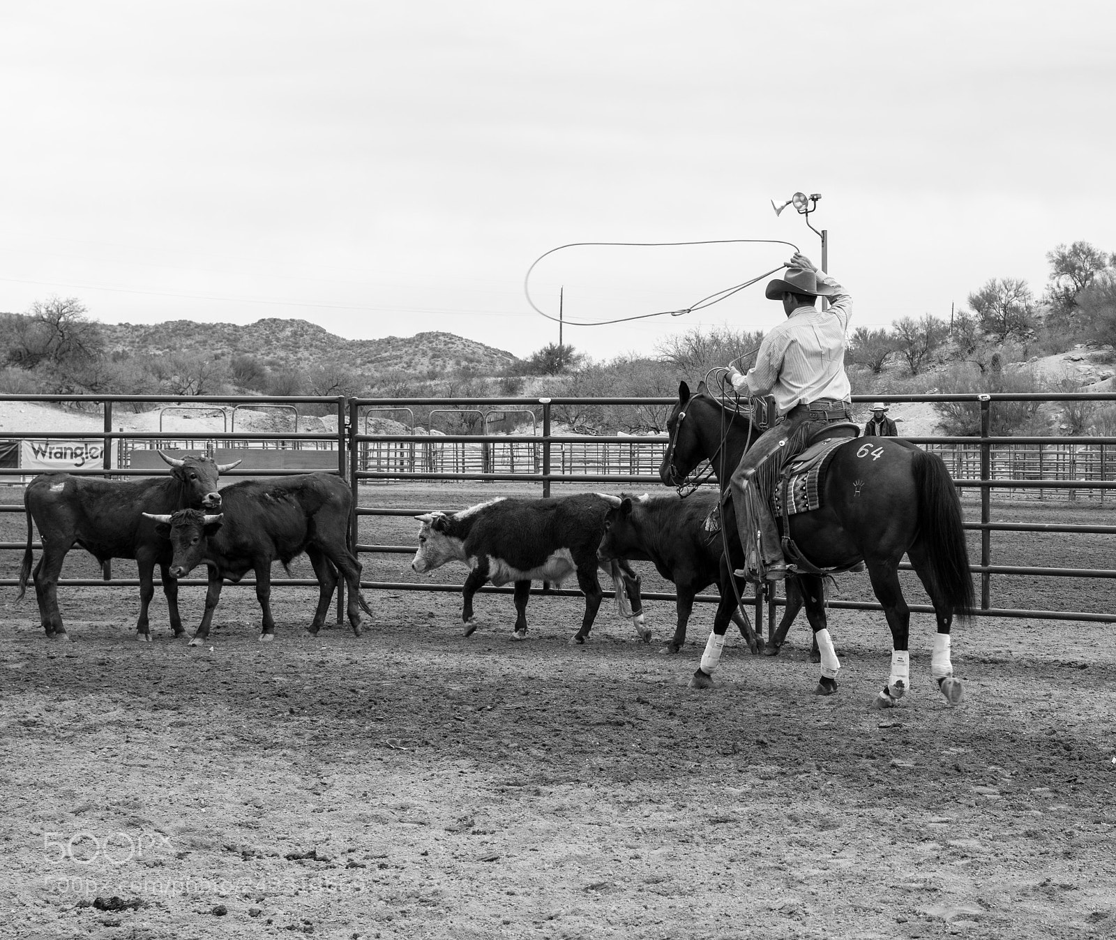 Nikon D7100 sample photo. Horse and cow work photography
