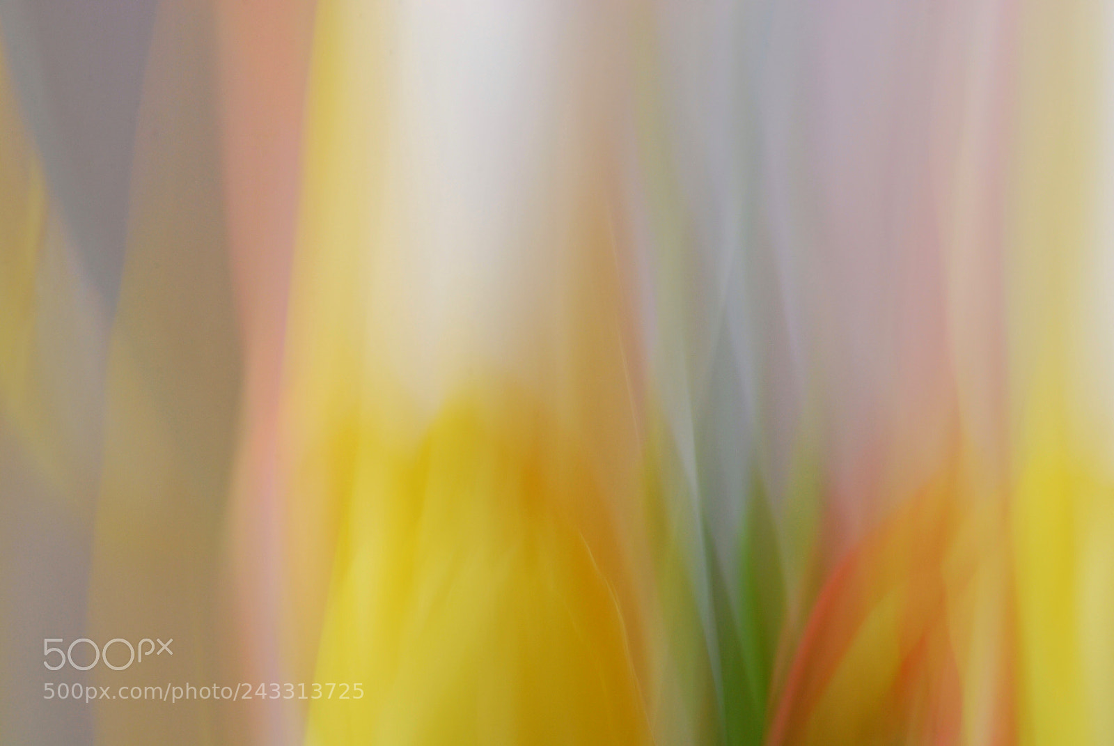 Nikon D60 sample photo. Tulips i | tulpen i photography