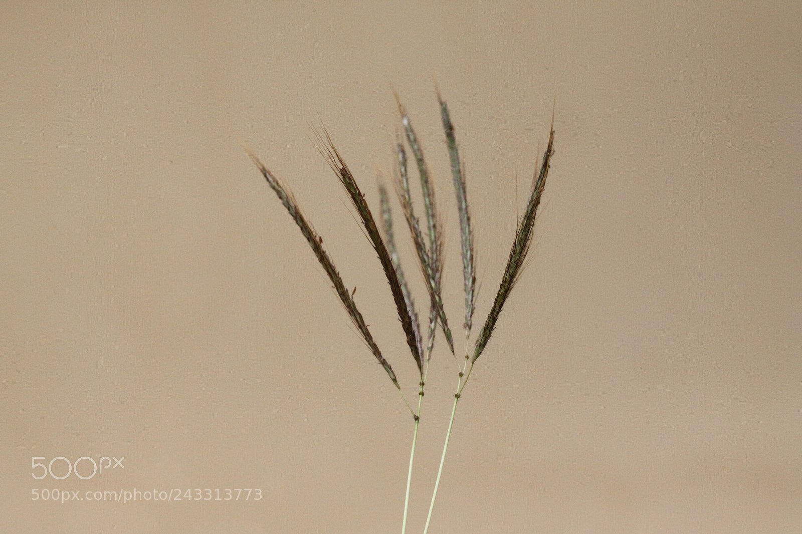 Canon EOS 50D sample photo. Soften photography