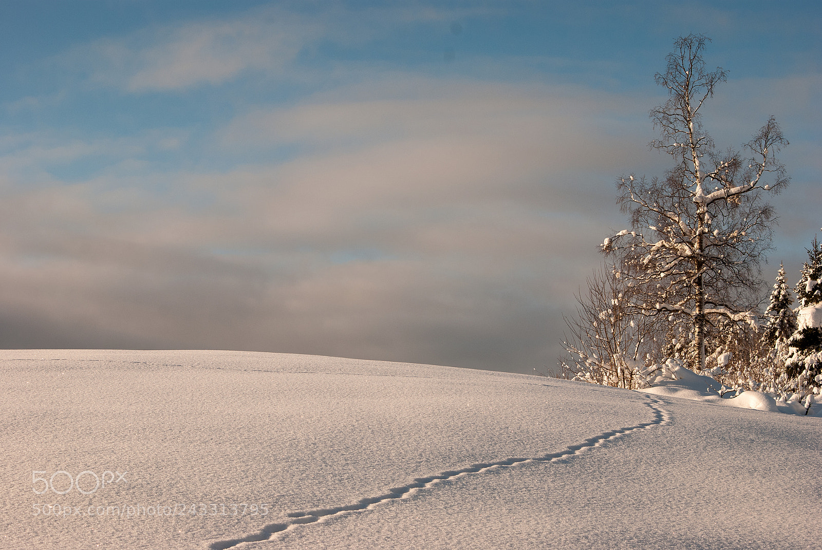 Nikon D80 sample photo. Winter photography