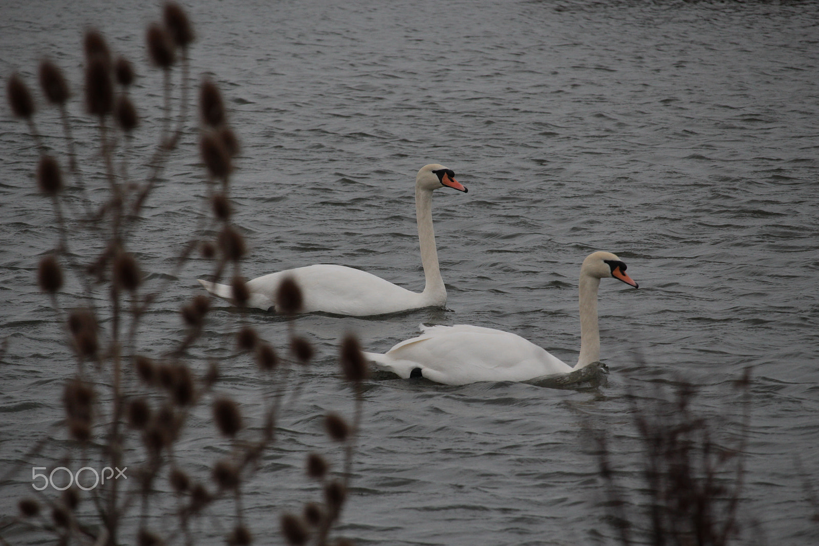 Canon EF-S 55-250mm F4-5.6 IS STM sample photo. Fluent photography