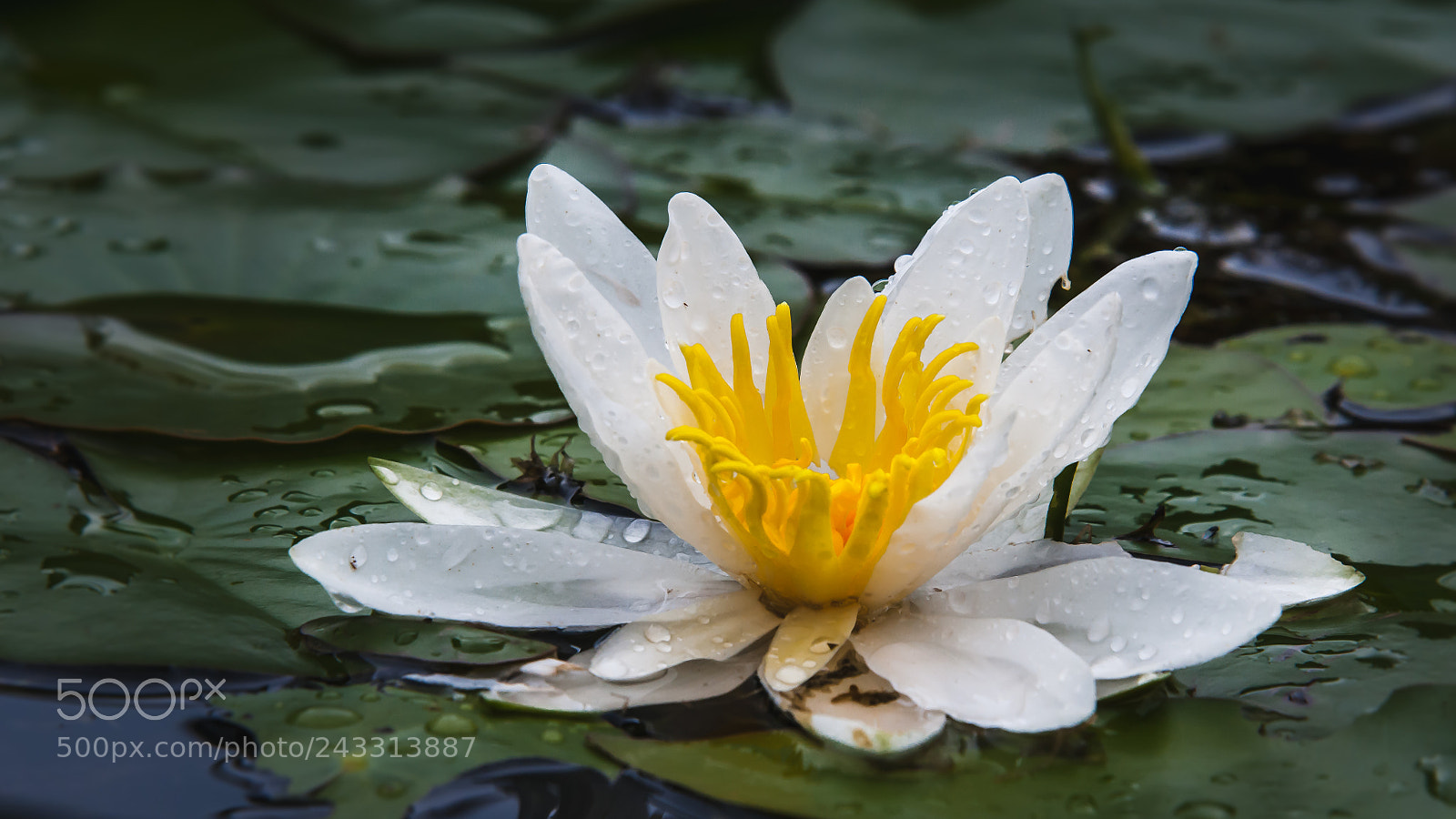 Nikon D300S sample photo. Water lilly photography