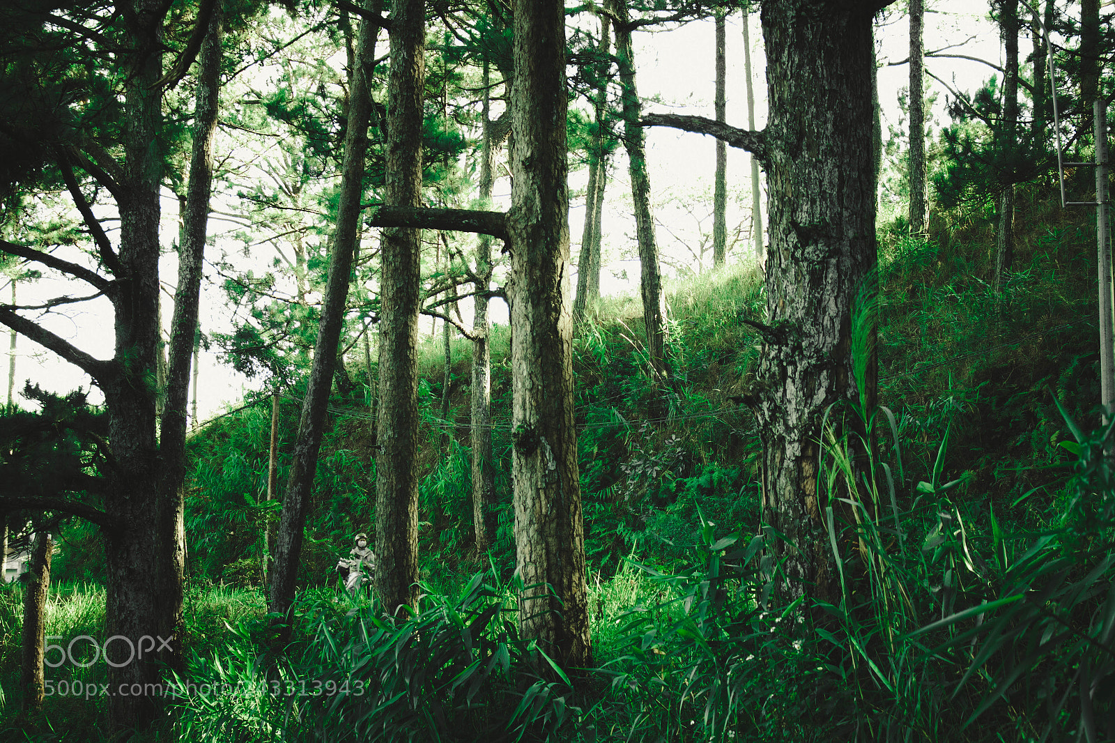 Canon EOS 60D sample photo. Img photography