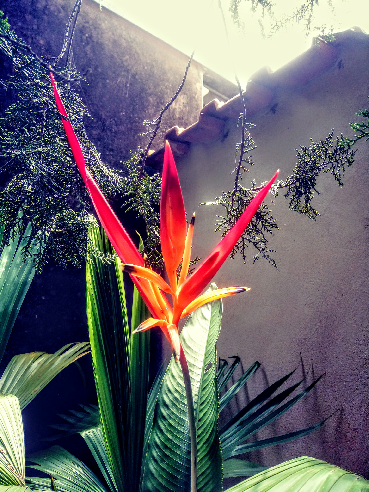 LG X POWER sample photo