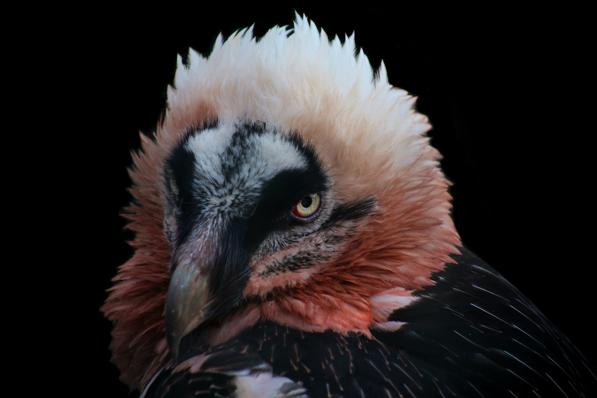 Canon EF 75-300mm f/4-5.6 USM sample photo. Bearded vulture (gypaetus barbatus) photography