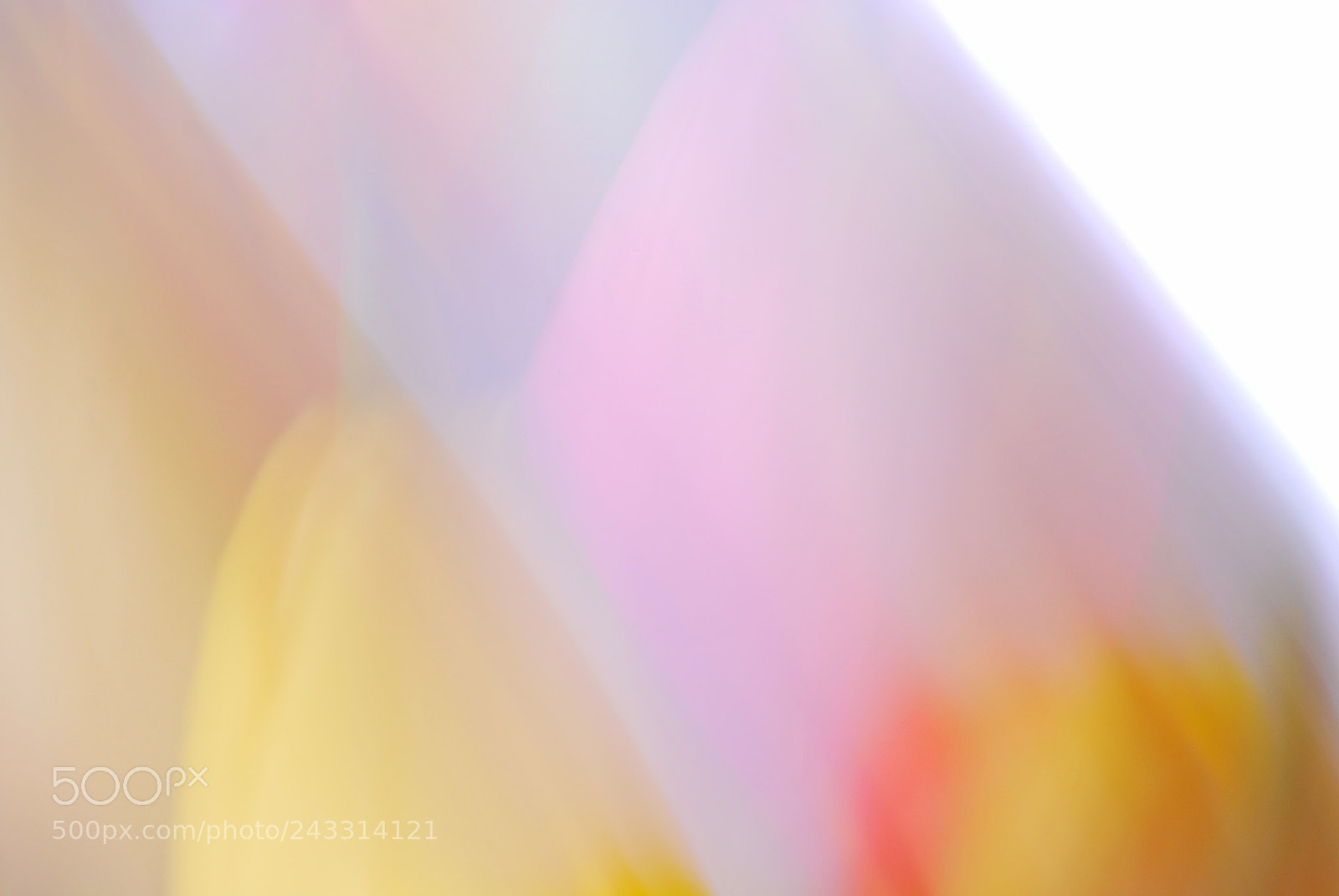 Nikon D60 sample photo. Tulips ii | tulpen ii photography