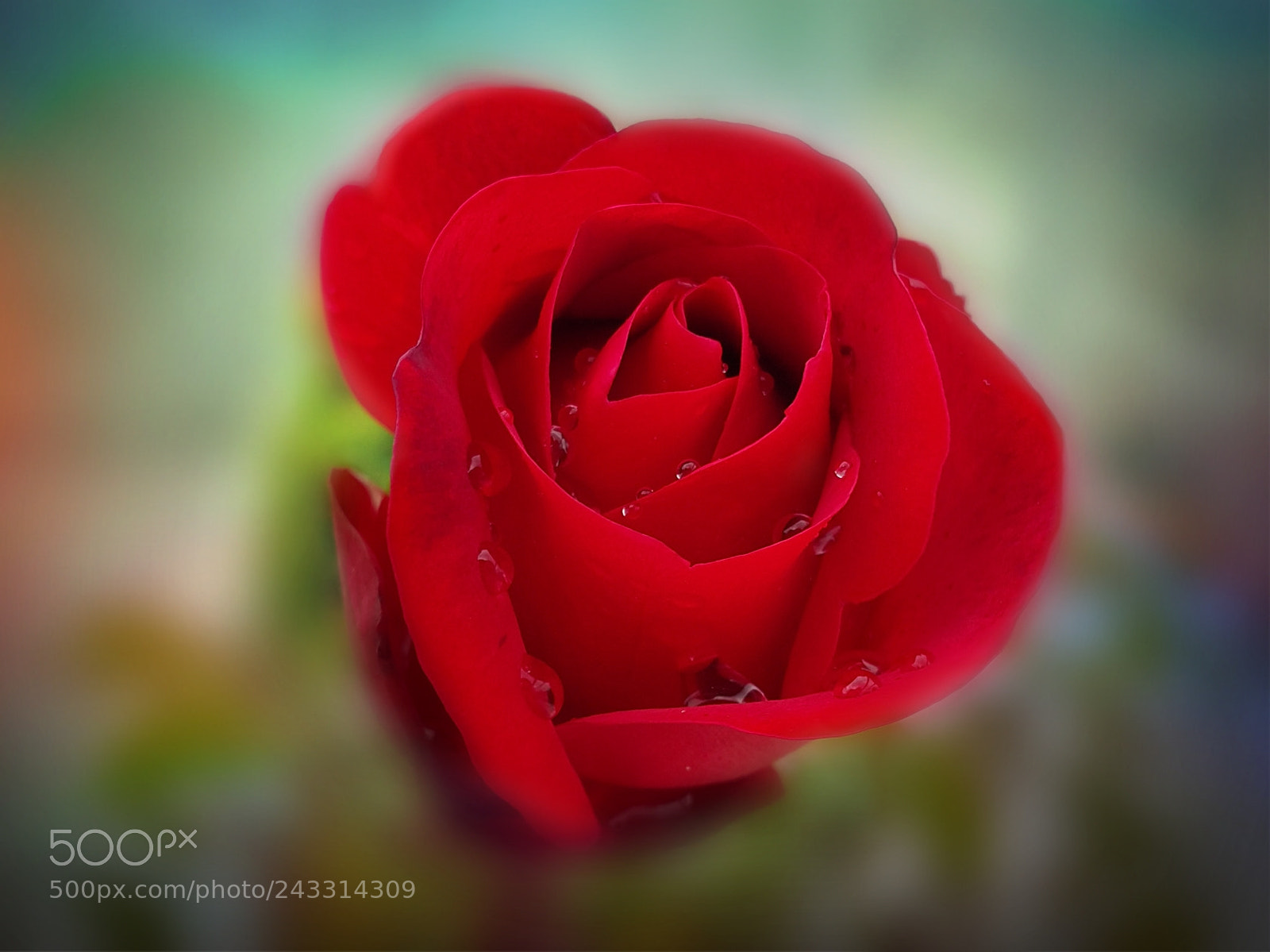 Samsung Galaxy Note4 sample photo. 231 photography