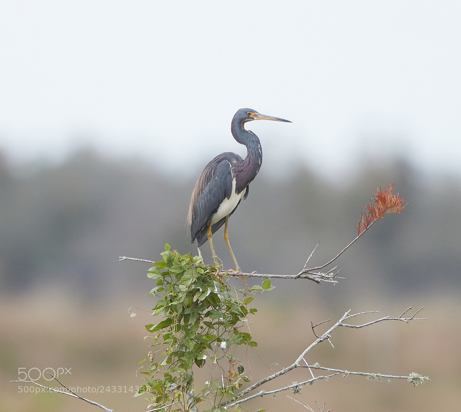 Canon EOS-1D X Mark II sample photo. 01-21-18-0000203.jpg photography
