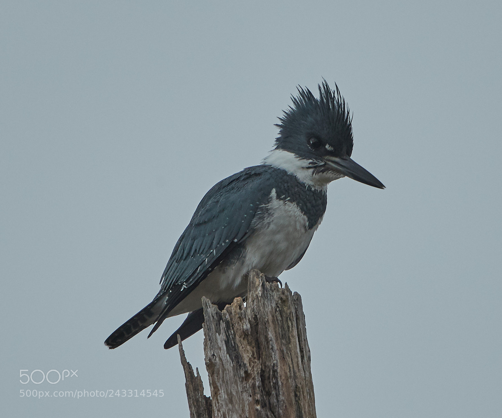 Canon EOS-1D X Mark II sample photo. 01-21-18-0000261.jpg photography
