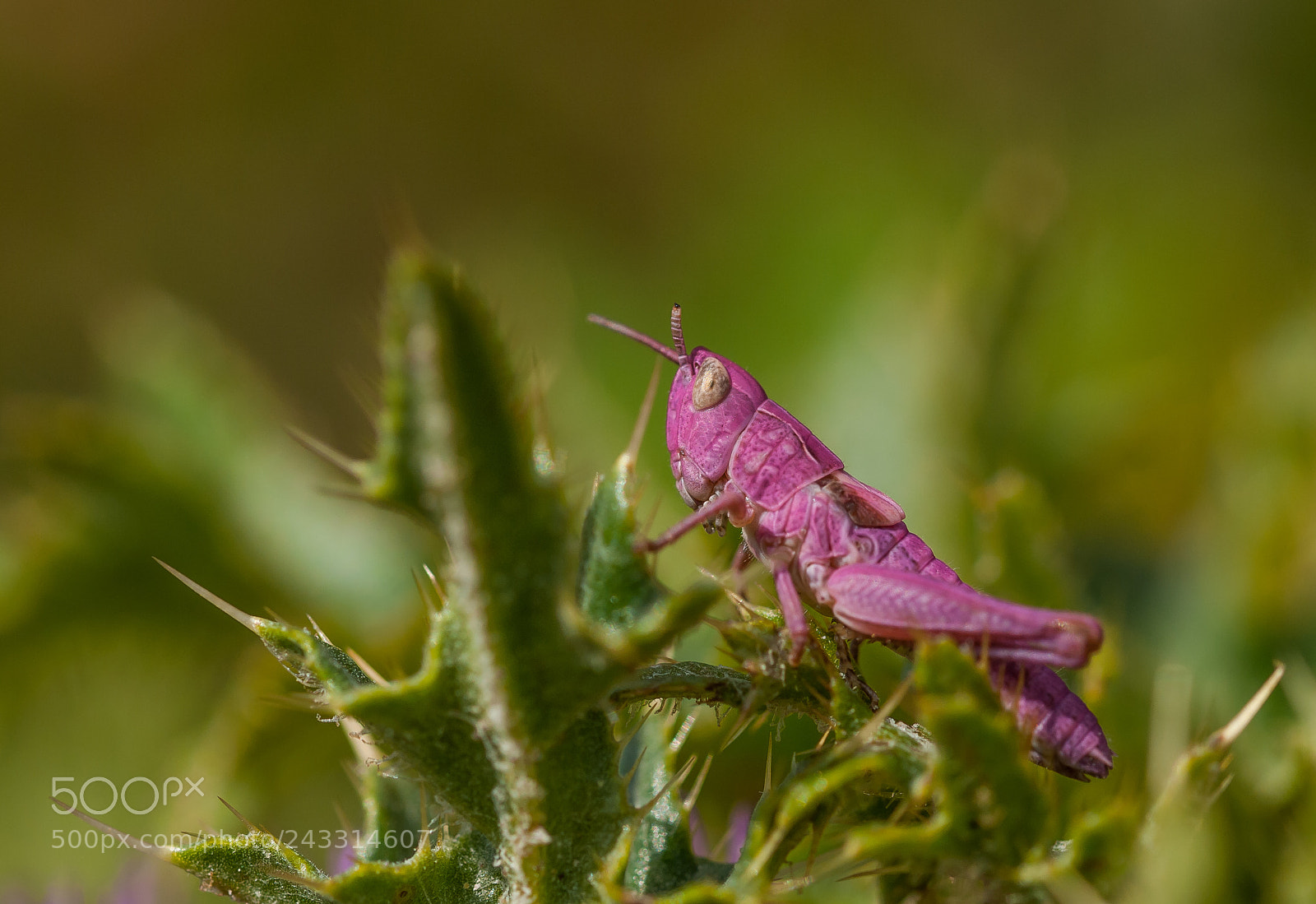 Nikon D60 sample photo. Protected by thorns photography