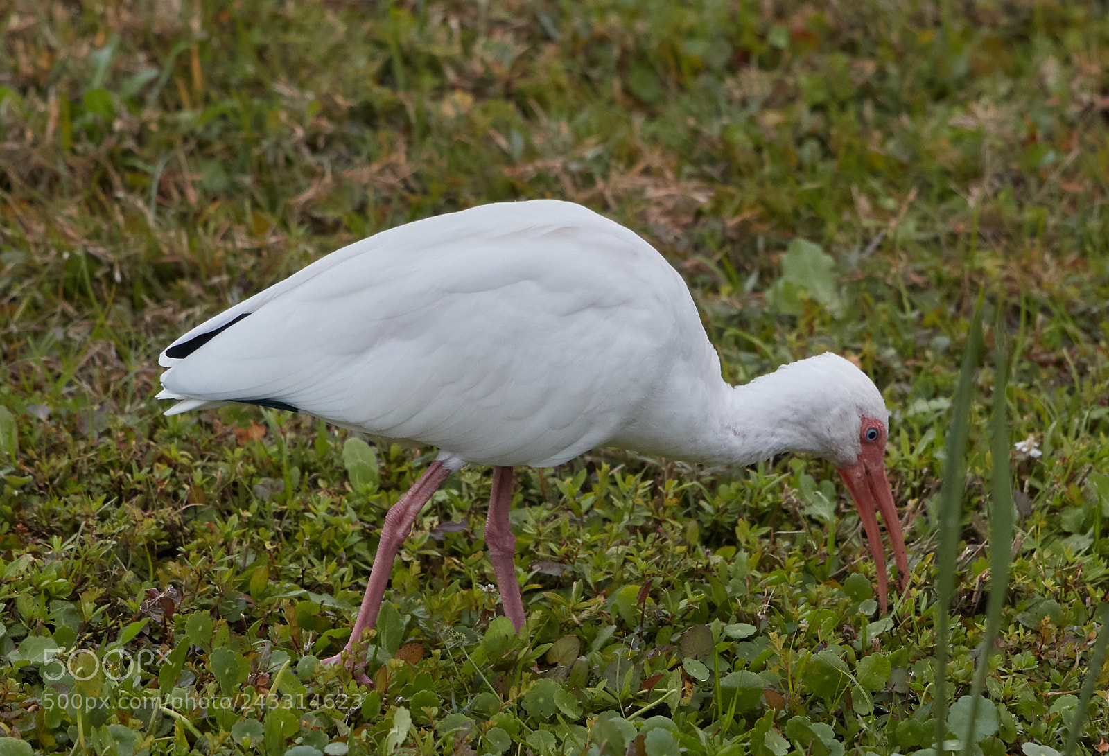 Canon EOS-1D X Mark II sample photo. 01-21-18-0000293.jpg photography