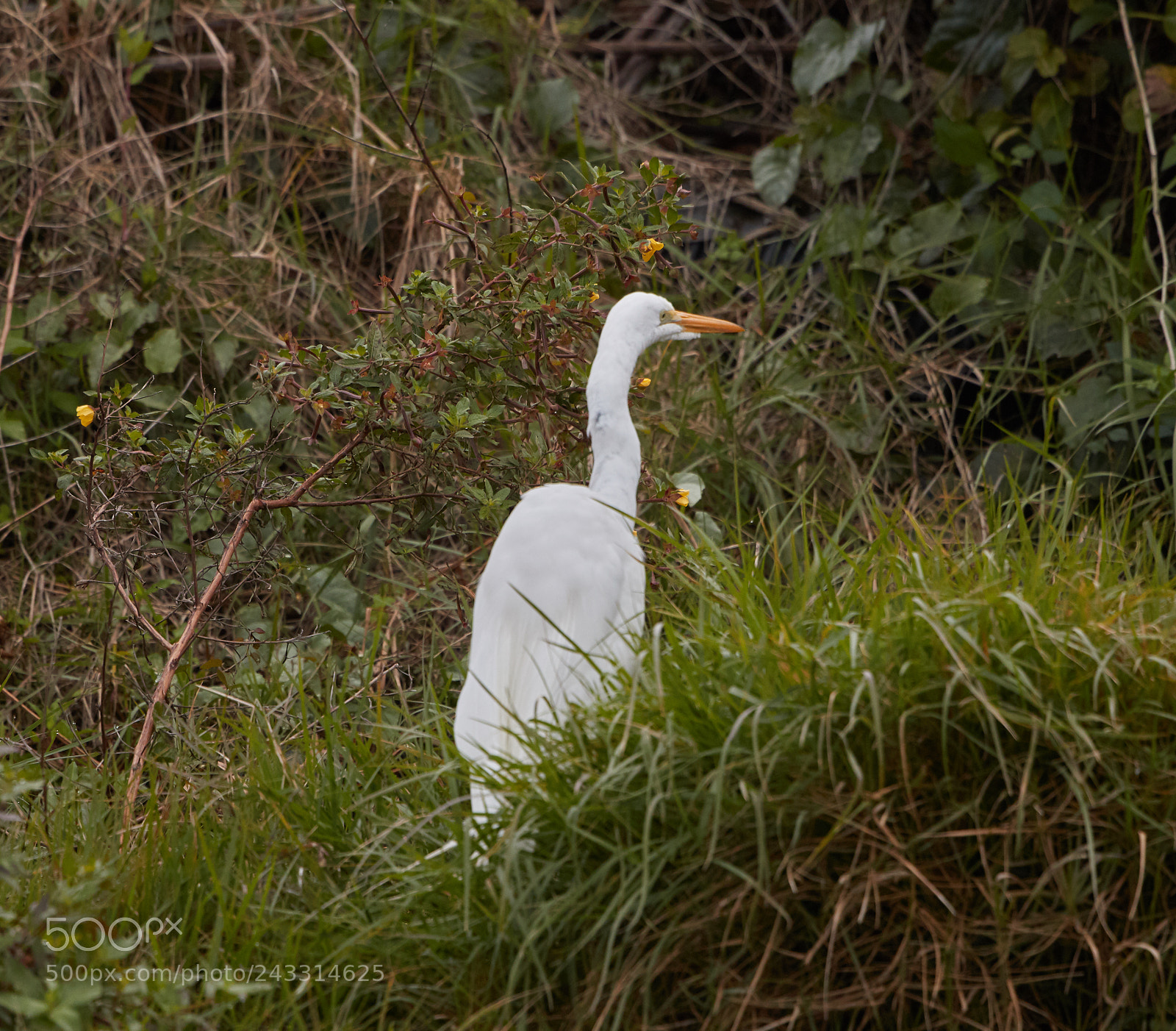 Canon EOS-1D X Mark II sample photo. 01-21-18-0000294.jpg photography