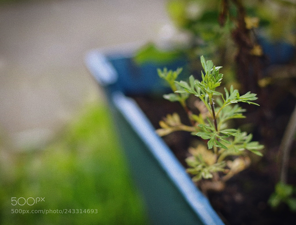 Nikon D3200 + Nikon AF-S DX Nikkor 35mm F1.8G sample photo. *** photography