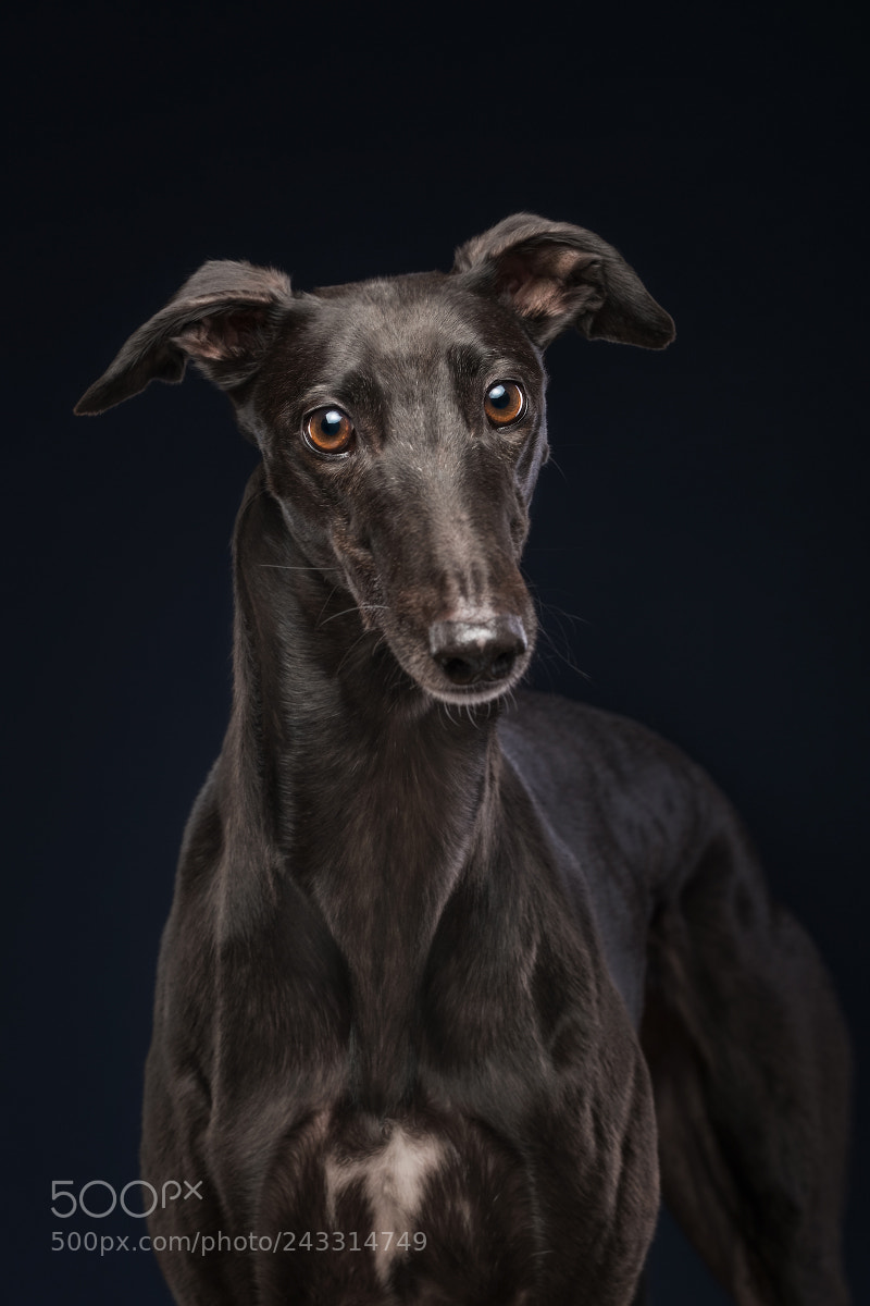 Fujifilm X-T2 sample photo. Portrait of a greyhound photography