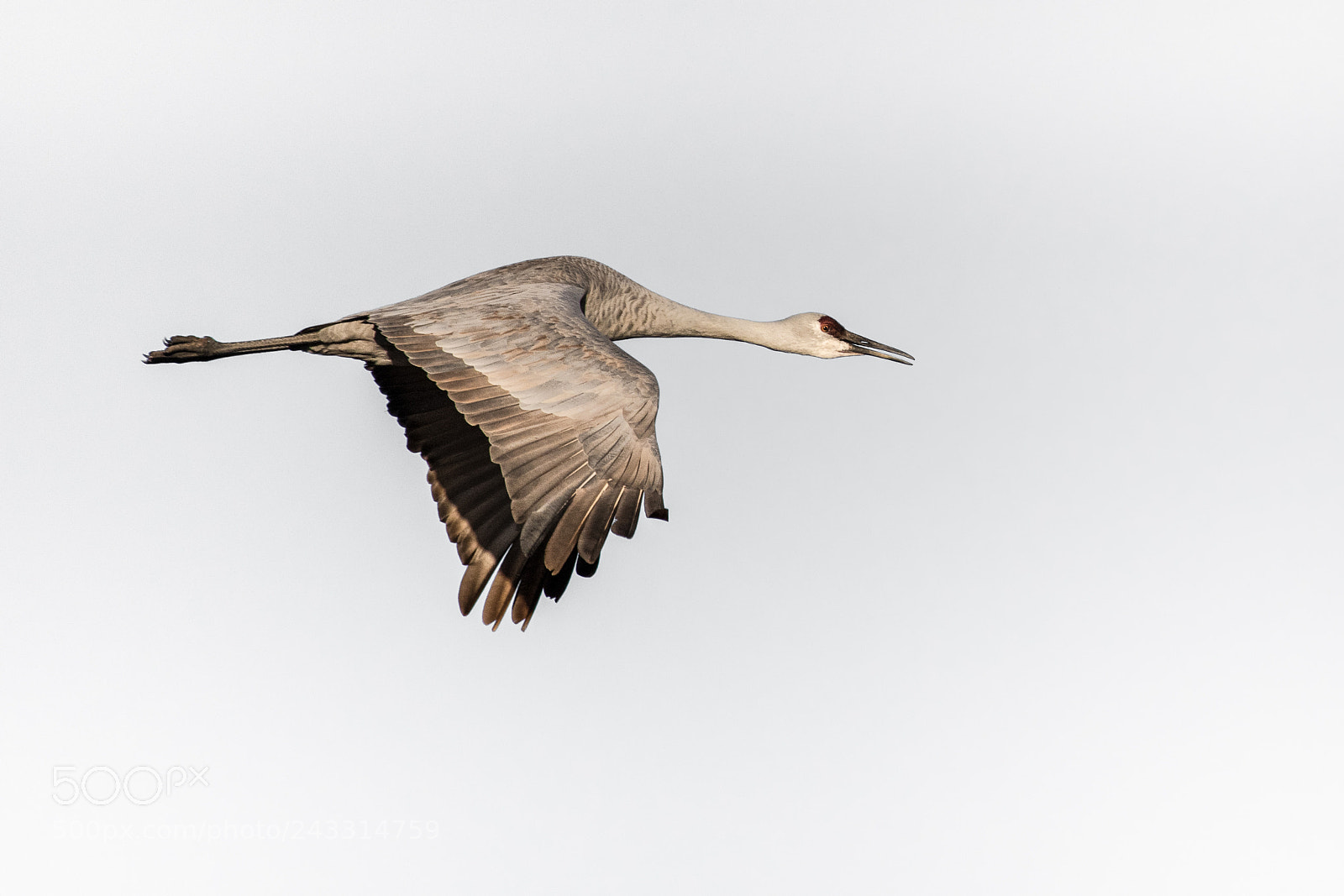 Nikon D850 sample photo. Downward photography