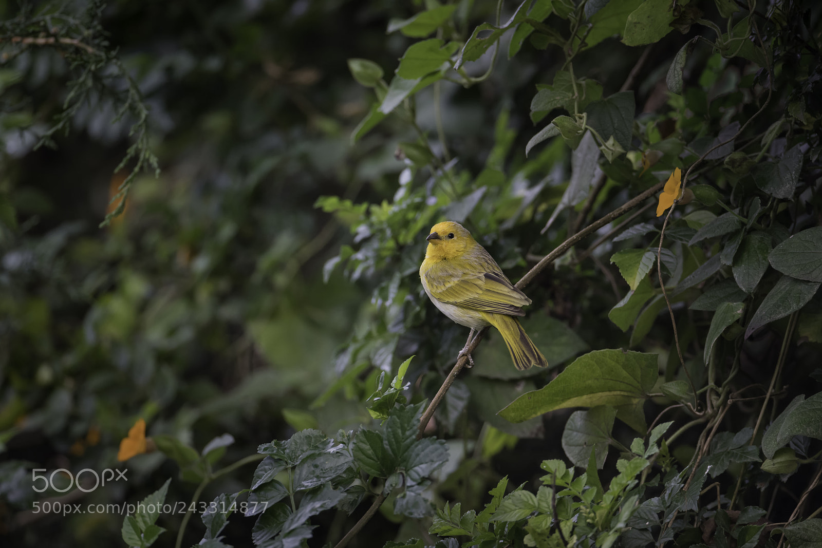Nikon D850 sample photo. Safron finch photography