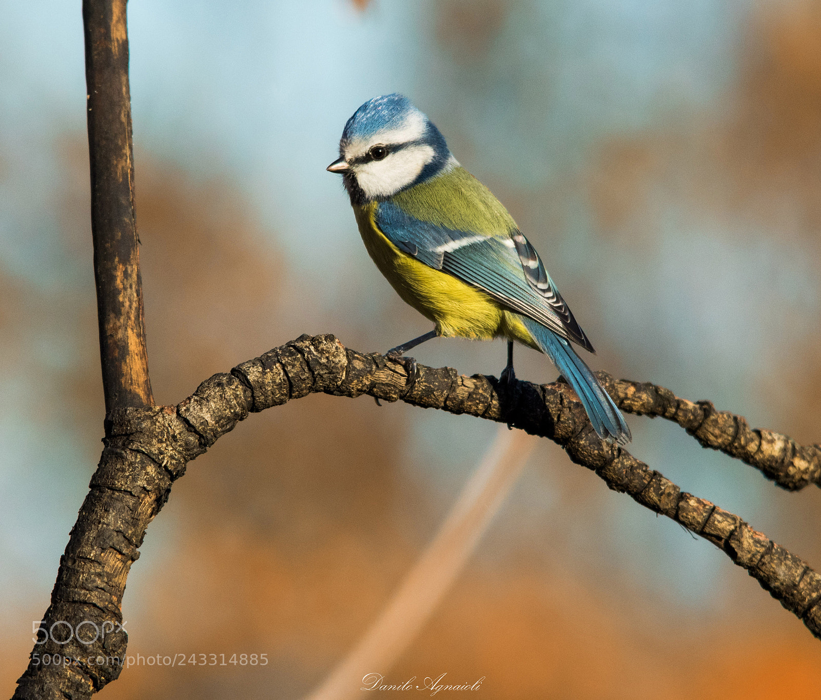 Canon EOS 7D Mark II sample photo. Acconciatura perfetta :) cinciarella photography