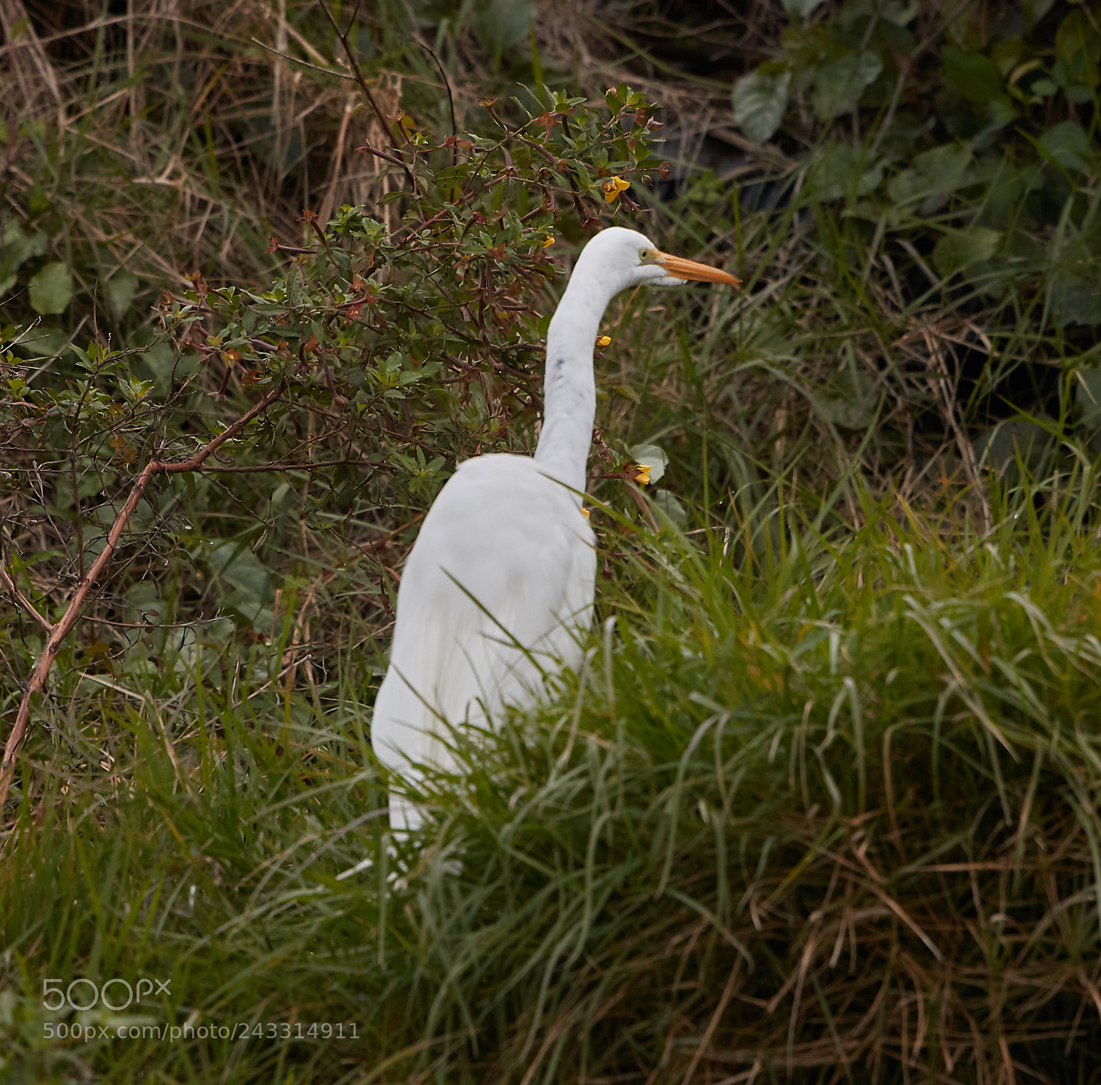 Canon EOS-1D X Mark II sample photo. 01-21-18-0000295.jpg photography