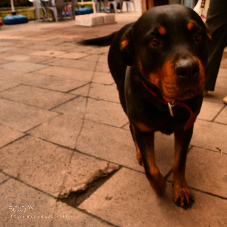 Nikon D7500 sample photo. Untitled photography