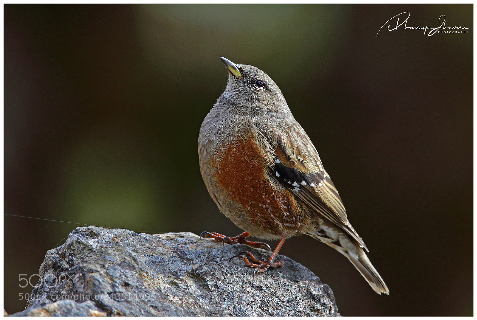 Canon EOS 7D Mark II sample photo. Alpine accentor photography
