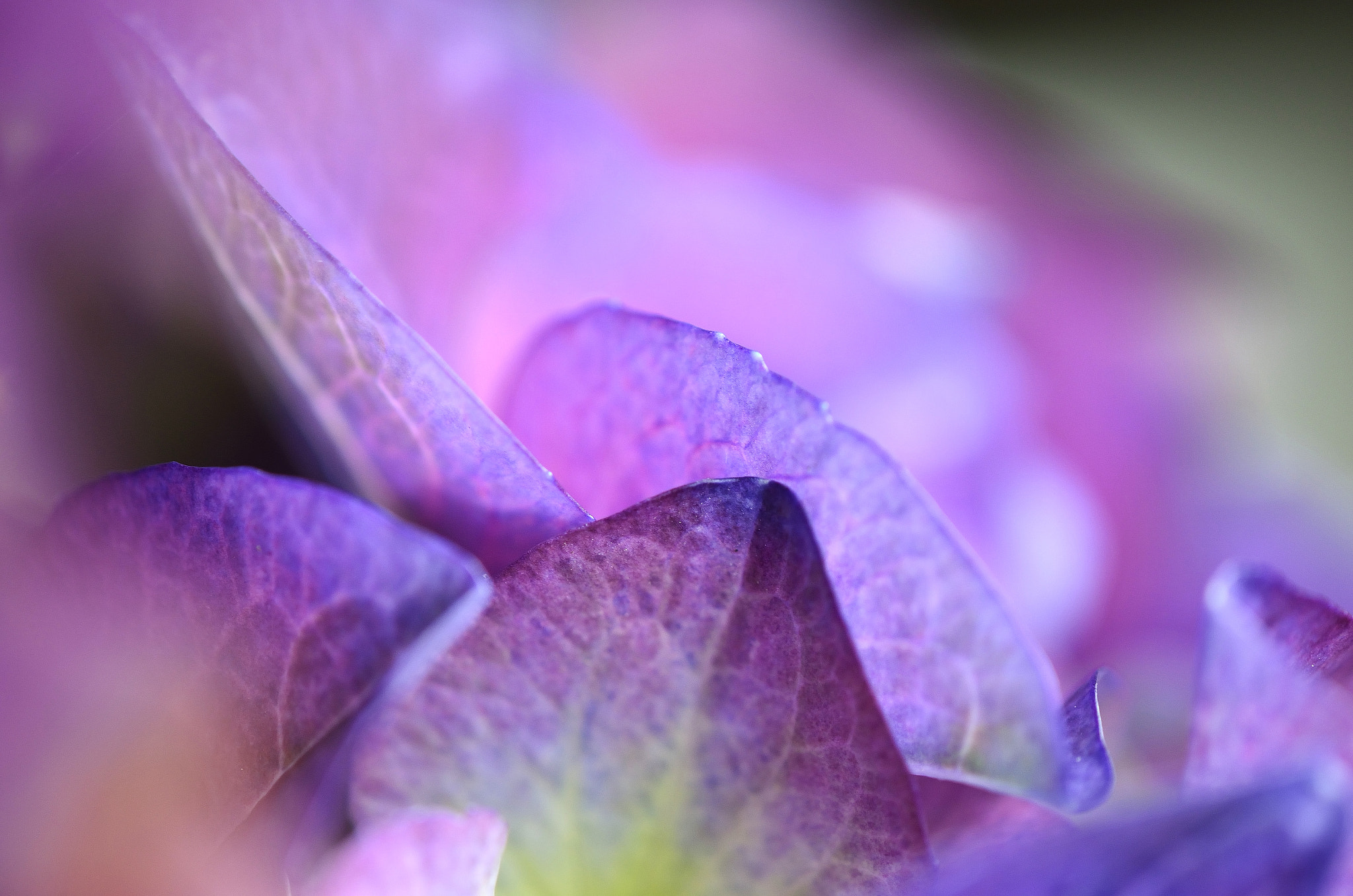 Nikon AF-S DX Micro-Nikkor 85mm F3.5G ED VR sample photo. Light of last summer photography