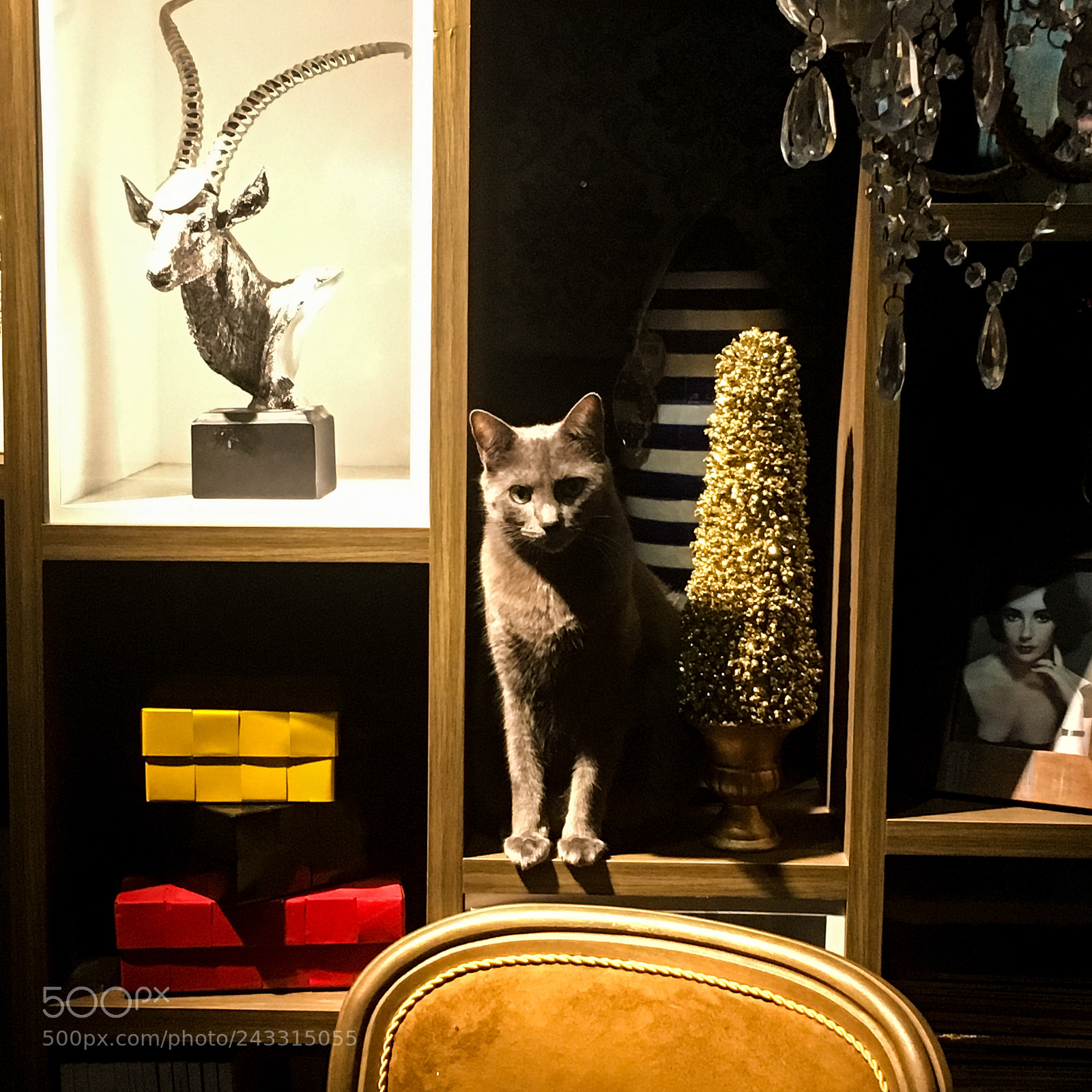 Apple iPhone 6s sample photo. Showcase at night.... cat photography