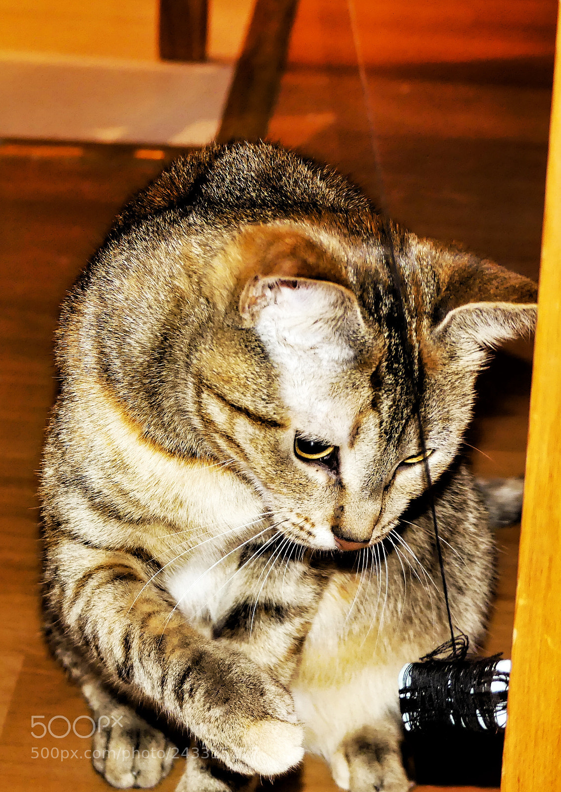 Panasonic Lumix DMC-FZ300 sample photo. Vera. photography