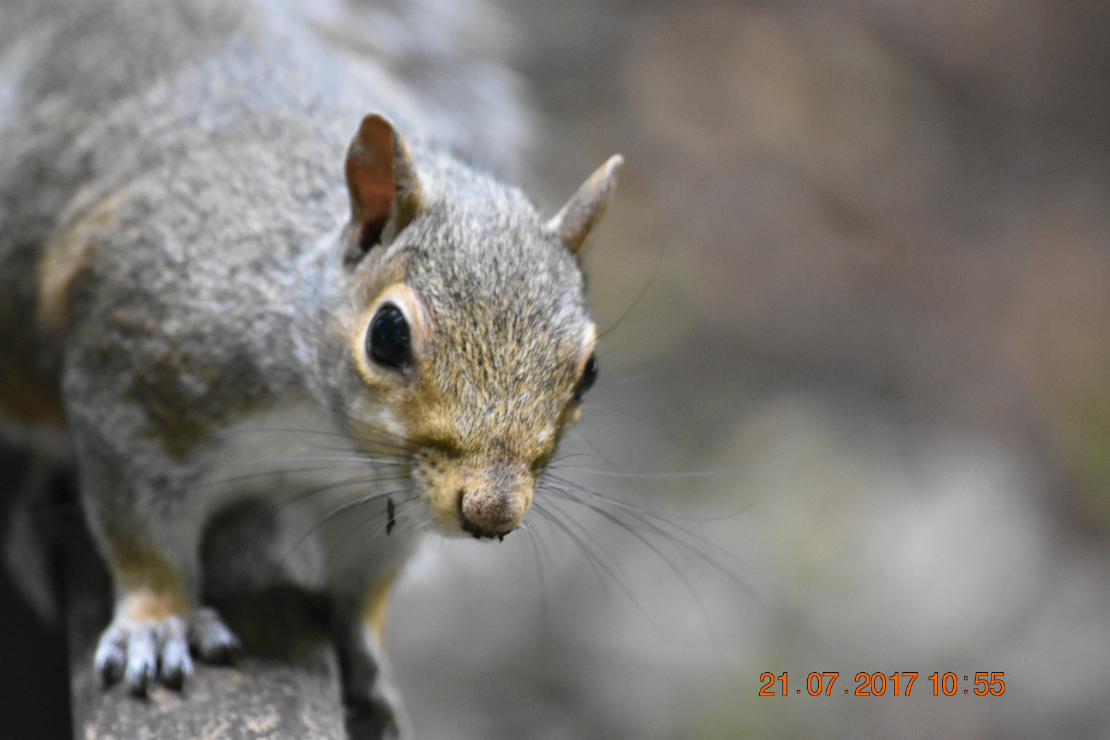 Sigma 70-300mm F4-5.6 APO DG Macro sample photo. Squirrel closeup photography