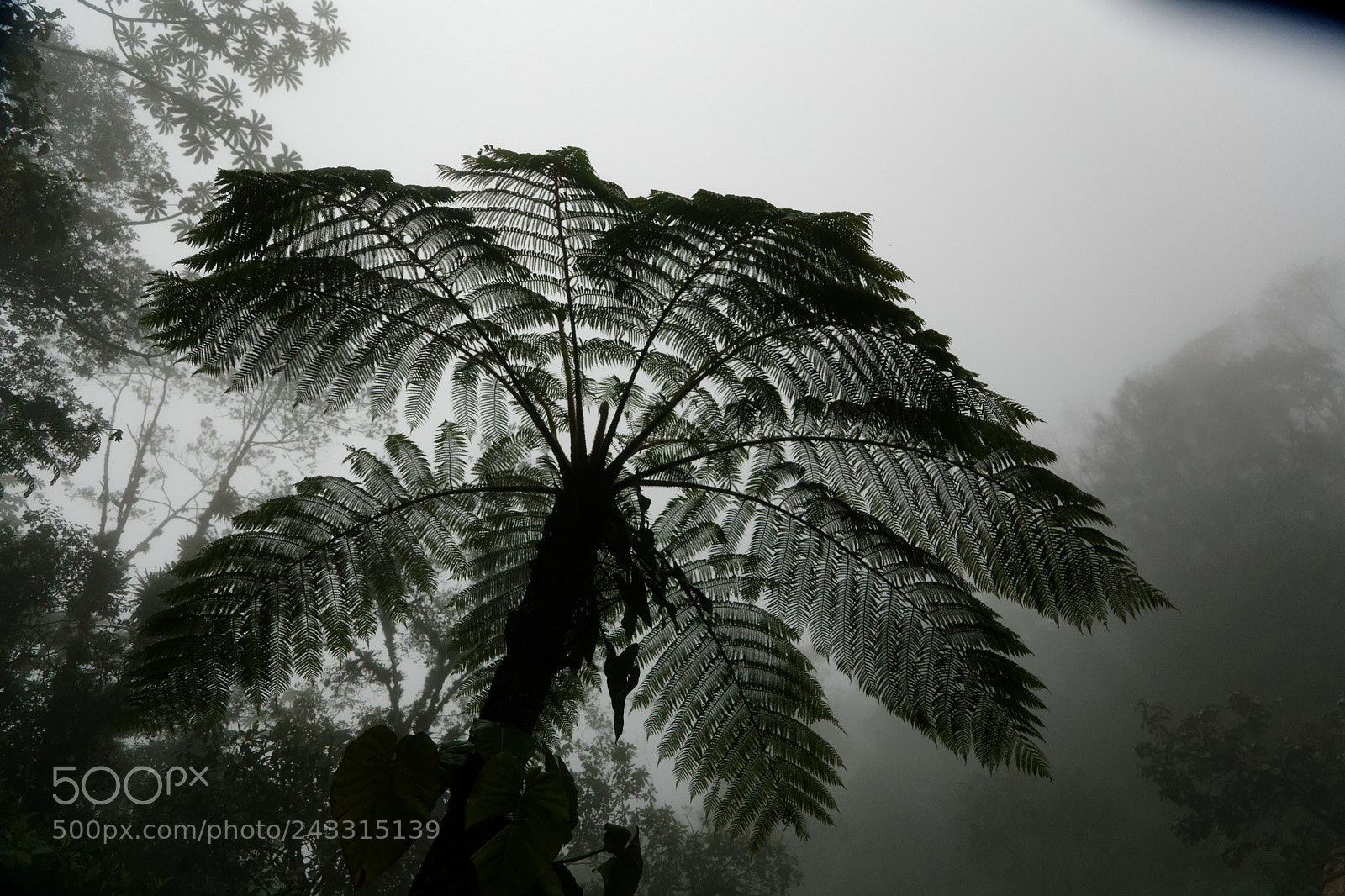 Canon EOS 6D + Canon EF 24-105mm F4L IS USM sample photo. Rain forest photography