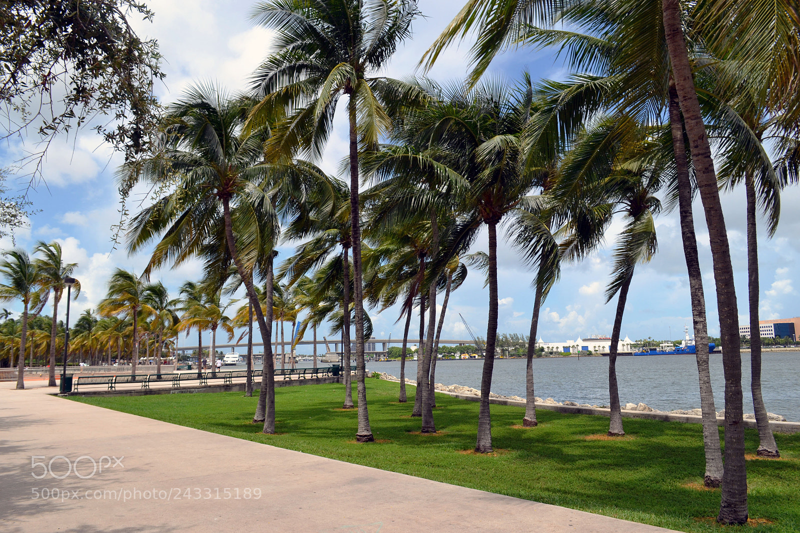 Nikon D3100 sample photo. The walk photography