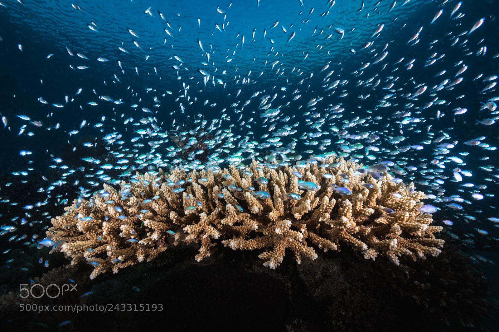 Canon EOS 5DS sample photo. Underwater life photography