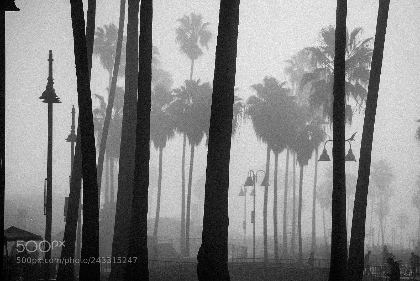 Sony a7S sample photo. Foggy venice beach photography