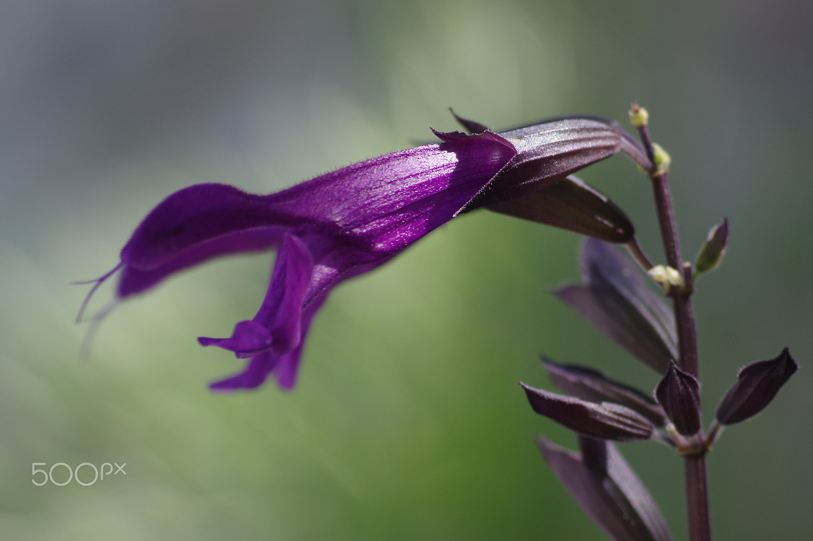 Pentax K-3 II sample photo. Salvia amistad photography