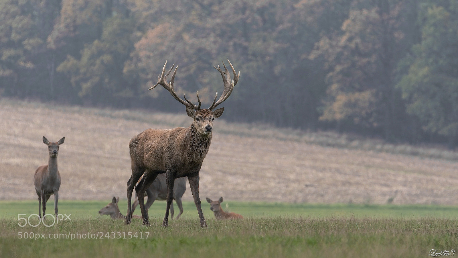 Nikon D7200 sample photo. Deer from highlands photography