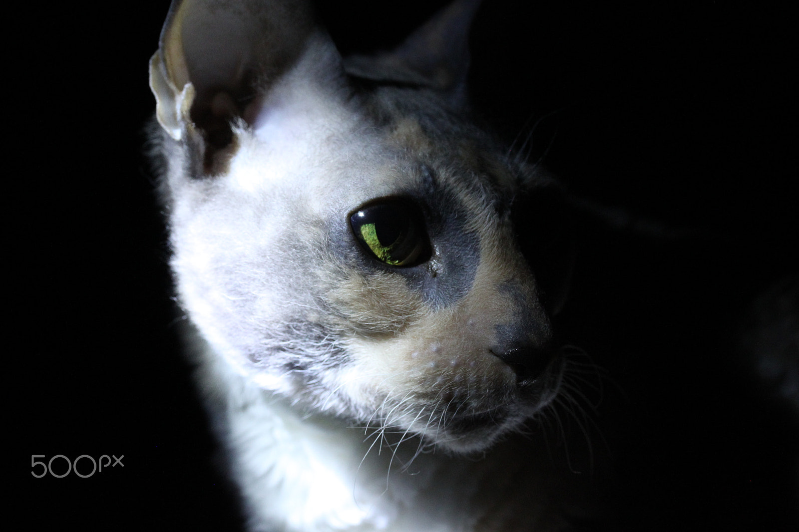 Canon EF-S 60mm F2.8 Macro USM sample photo. Cat 2 photography