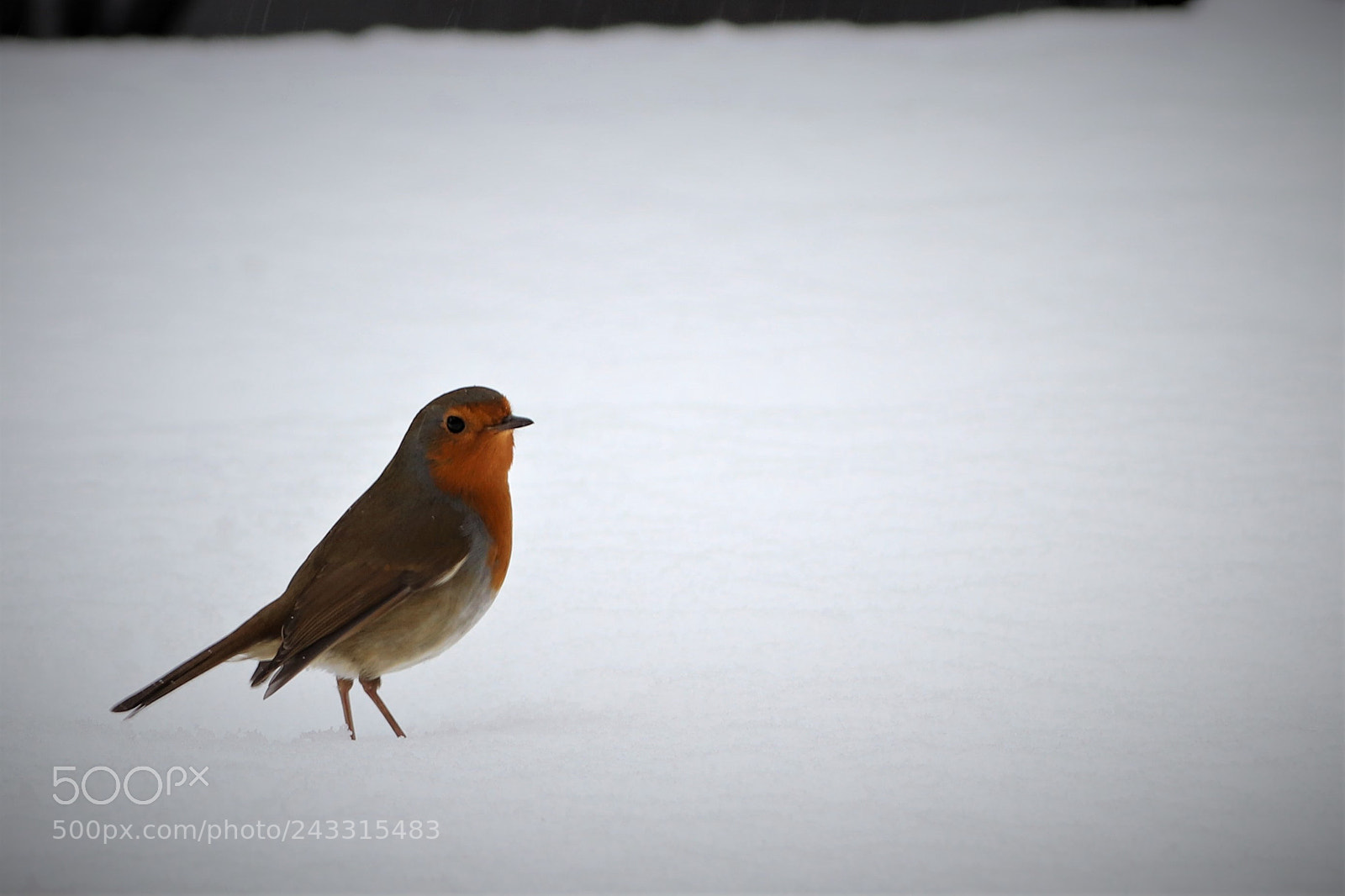 Canon EOS 77D (EOS 9000D / EOS 770D) sample photo. ()robin red-breast photography