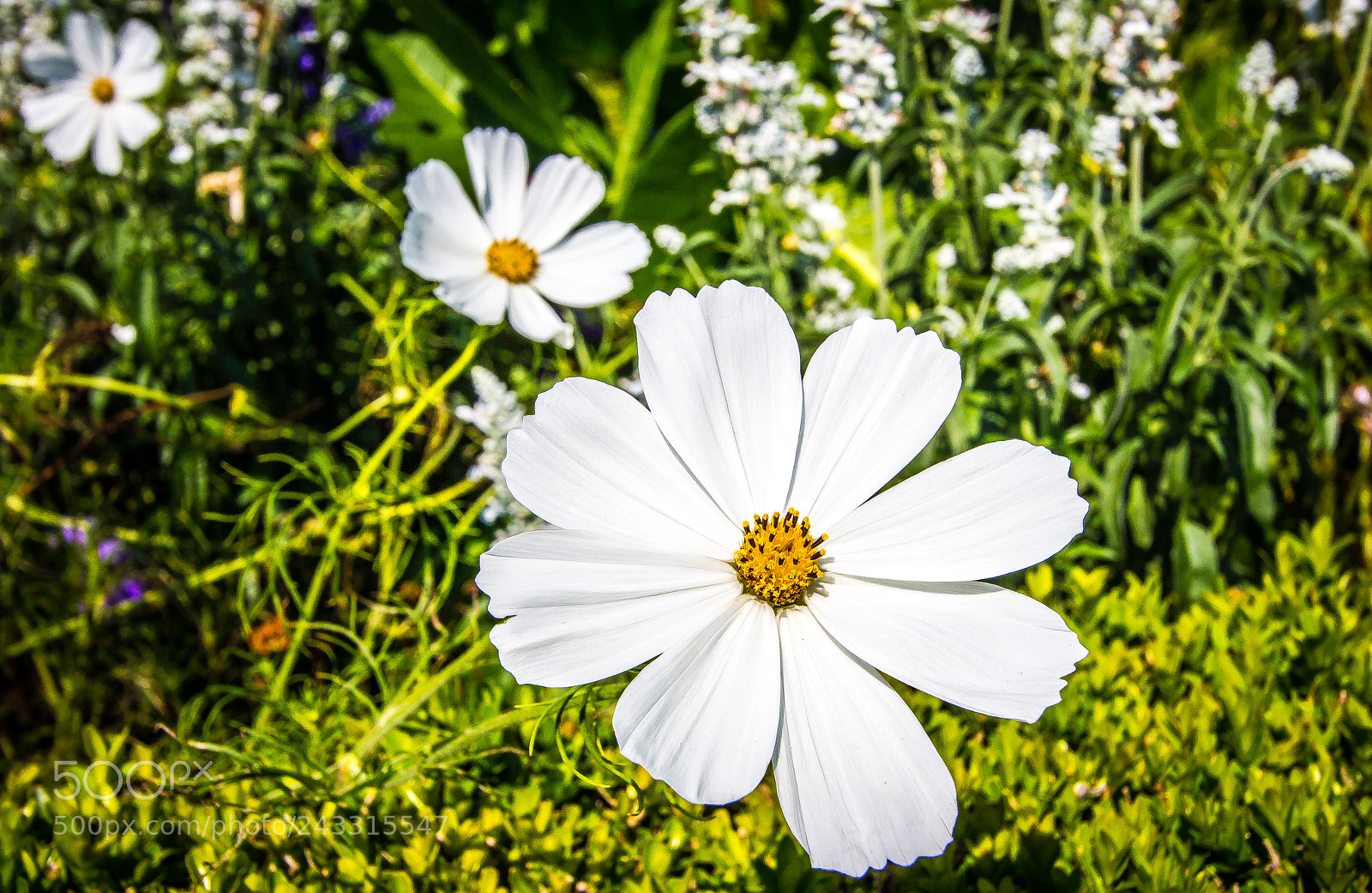 Canon EOS 650D (EOS Rebel T4i / EOS Kiss X6i) sample photo. Daisies photography