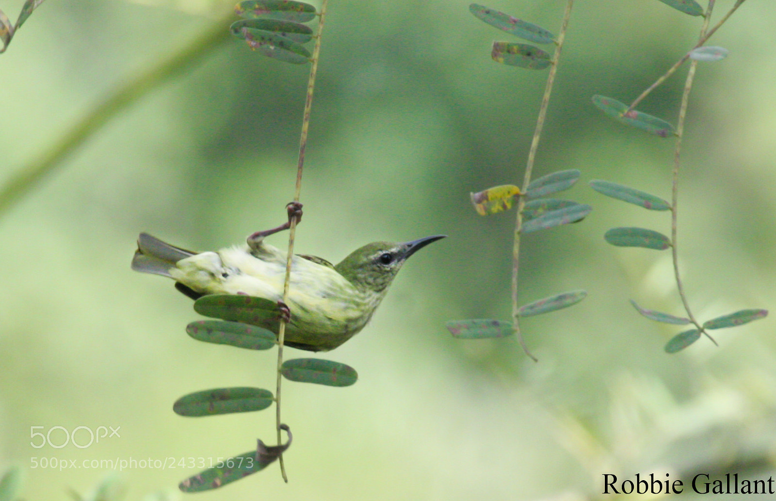 Canon EOS 350D (EOS Digital Rebel XT / EOS Kiss Digital N) sample photo. Red legged honeycreeper photography