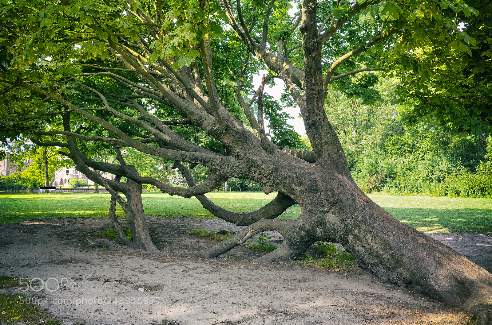 Ricoh GR sample photo. Big fallen tree still photography