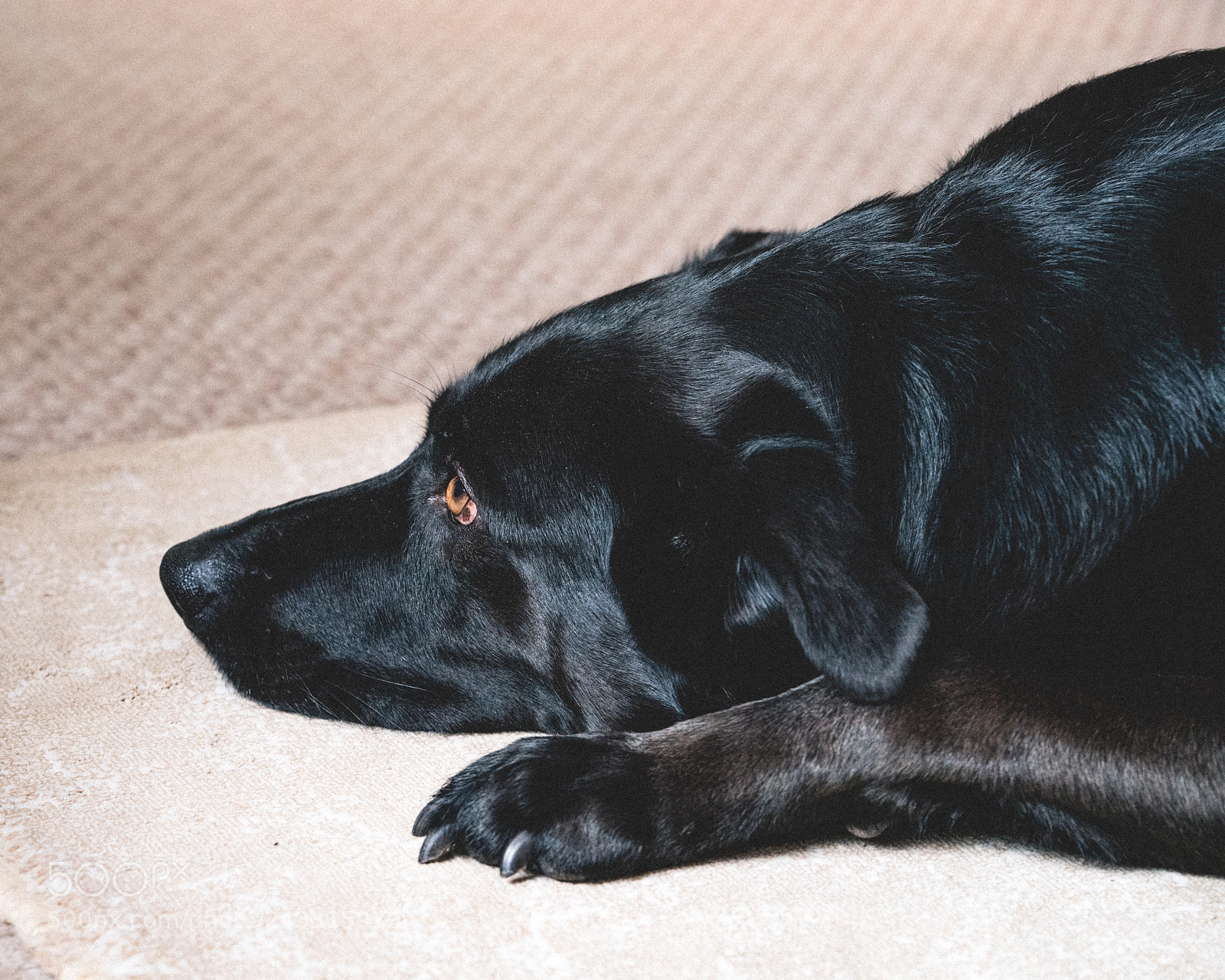 Sony a7R II sample photo. Sony 90mm macro a7rii photography