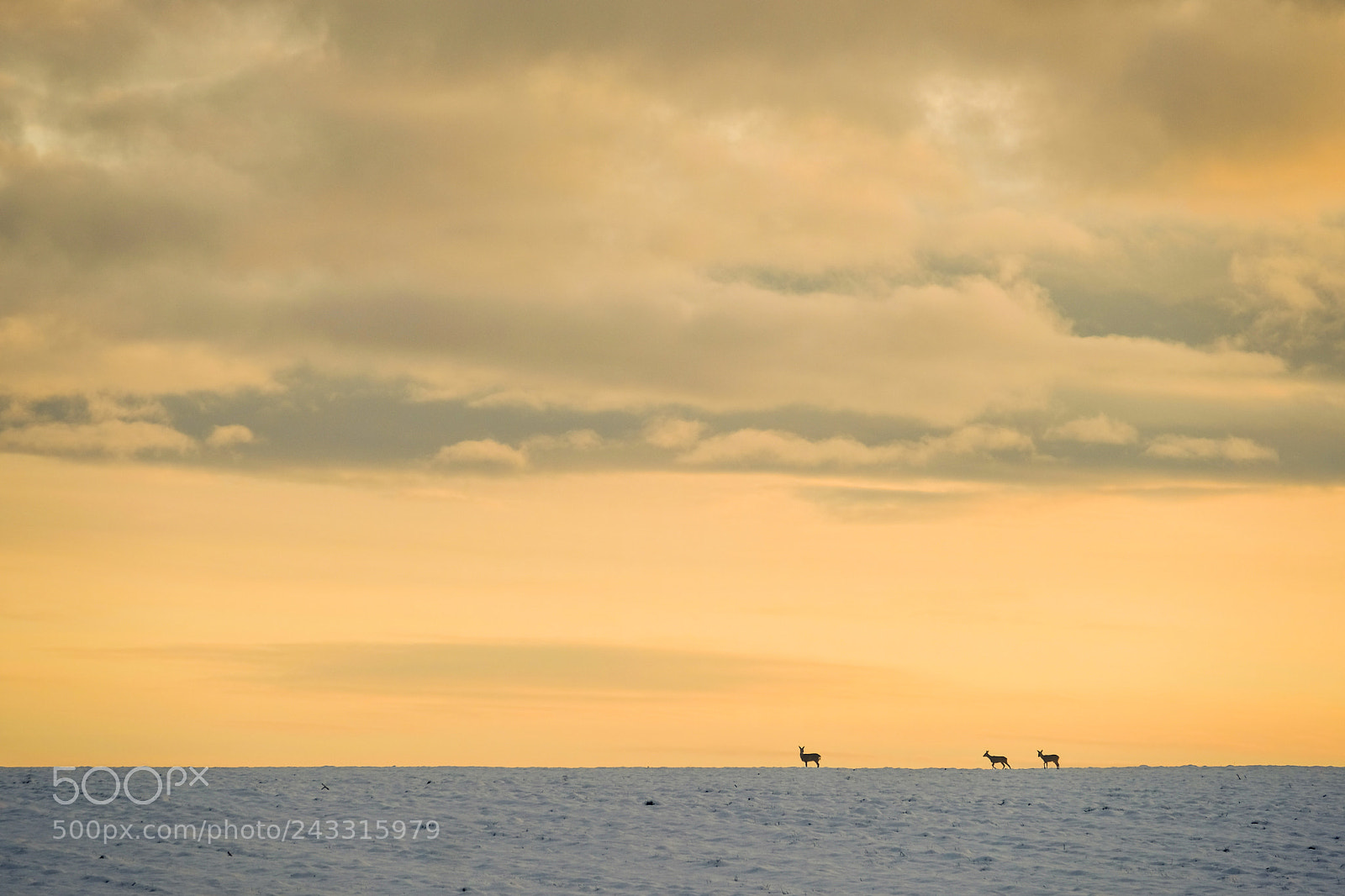 Fujifilm X-T2 sample photo. Deer family photography