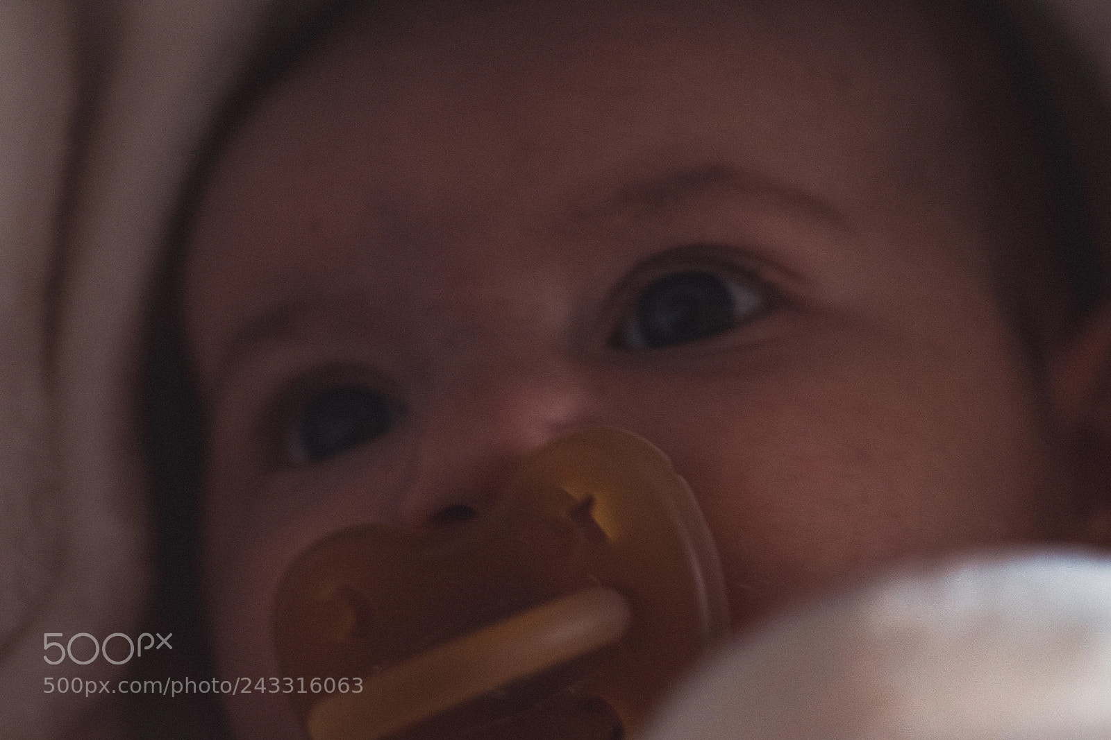 Sony a7R II sample photo. Sony 90mm macro a7rii photography