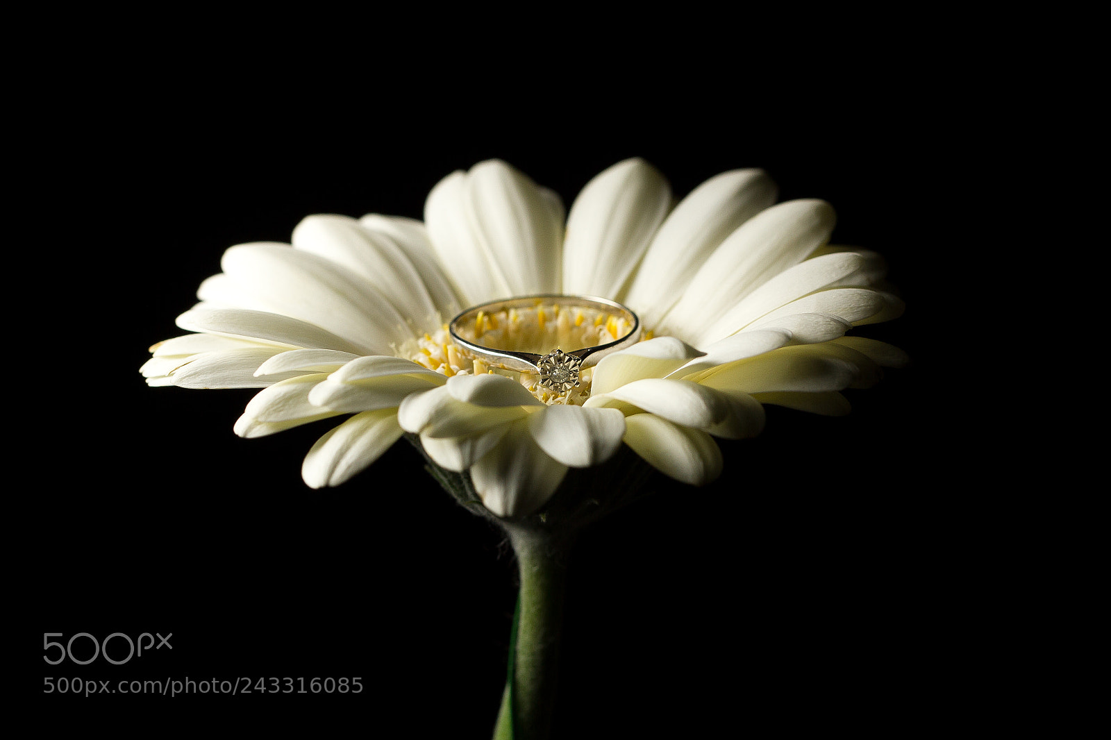 Canon EOS 550D (EOS Rebel T2i / EOS Kiss X4) sample photo. Ring flower photography