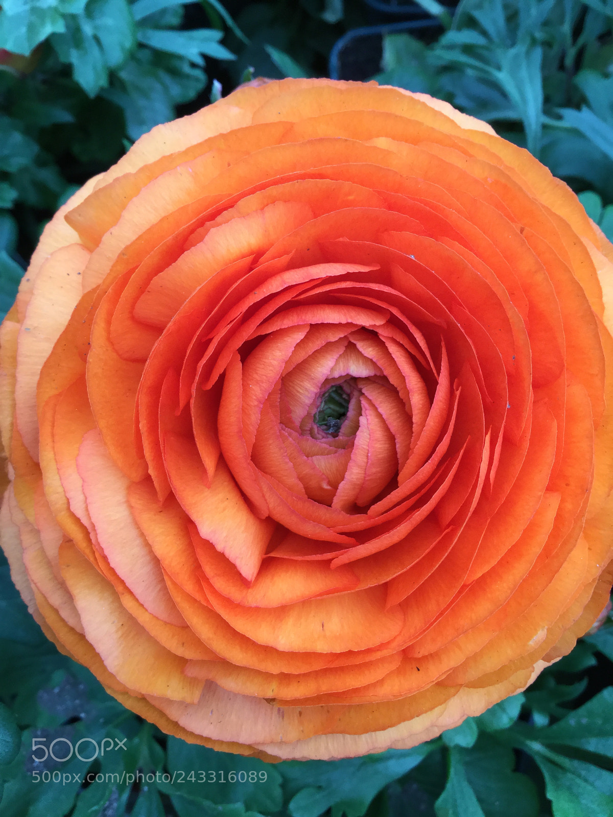 Apple iPod touch sample photo. Orange beauty photography