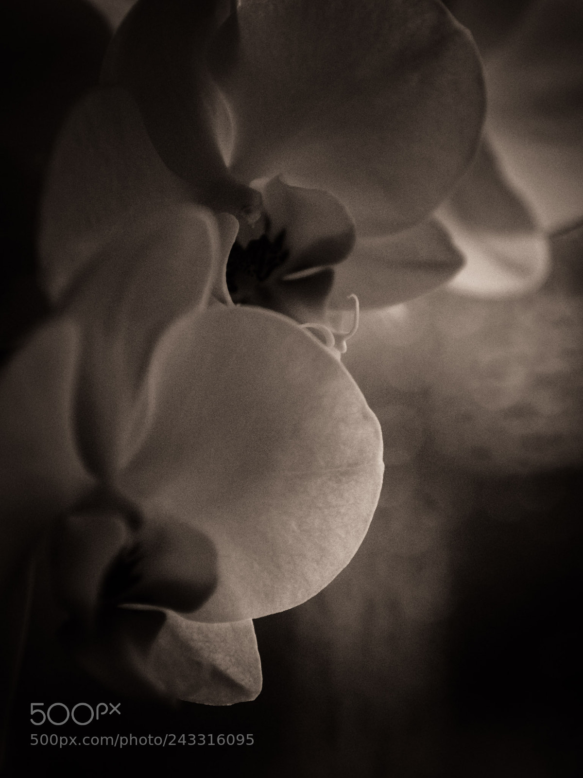 Pentax K-3 sample photo. Orchidées close-up bw1 photography