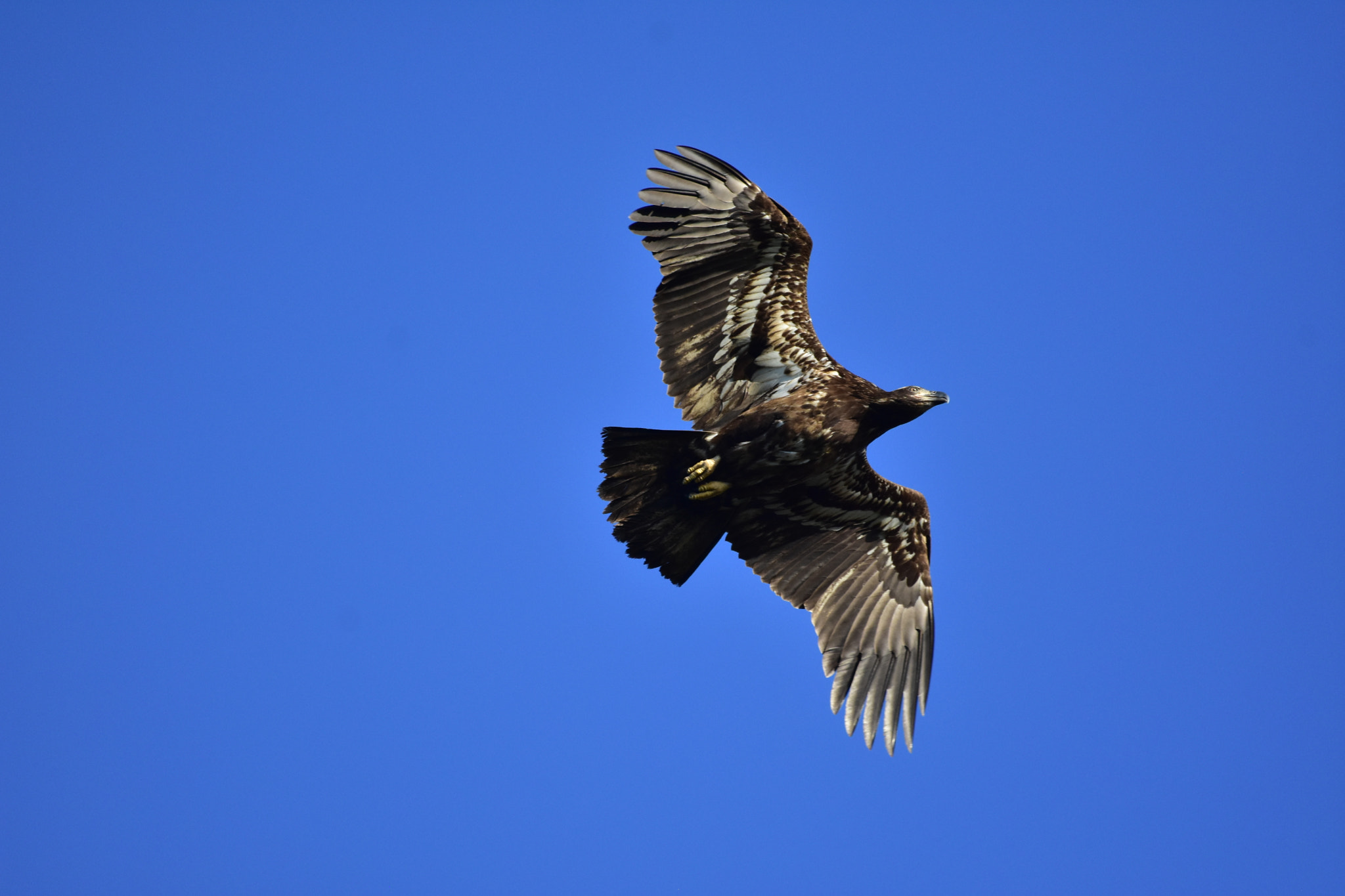 Nikon AF-S Nikkor 200-500mm F5.6E ED VR sample photo. Eagle photography