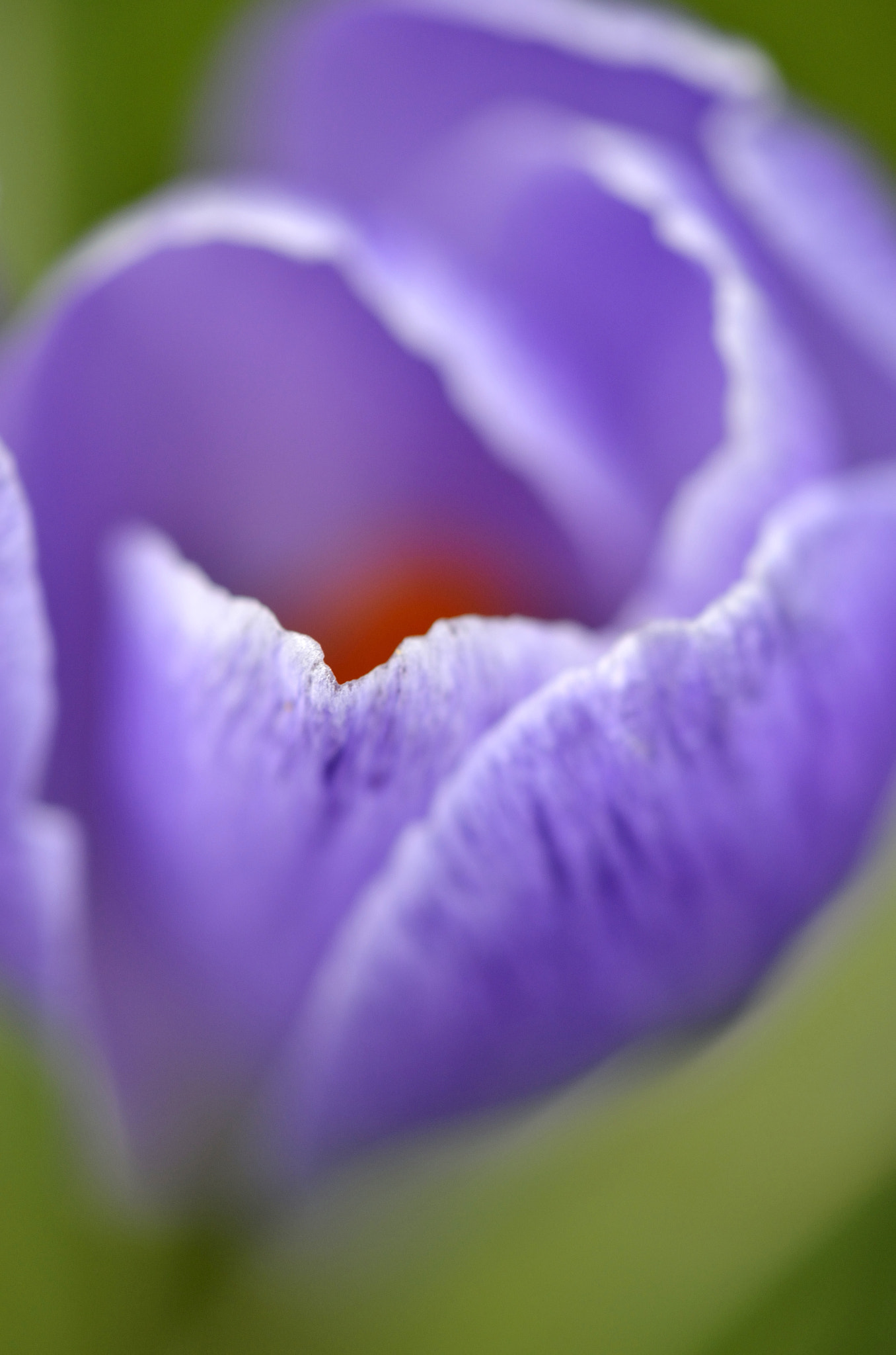Nikon AF-S DX Micro-Nikkor 85mm F3.5G ED VR sample photo. Colors of last spring photography